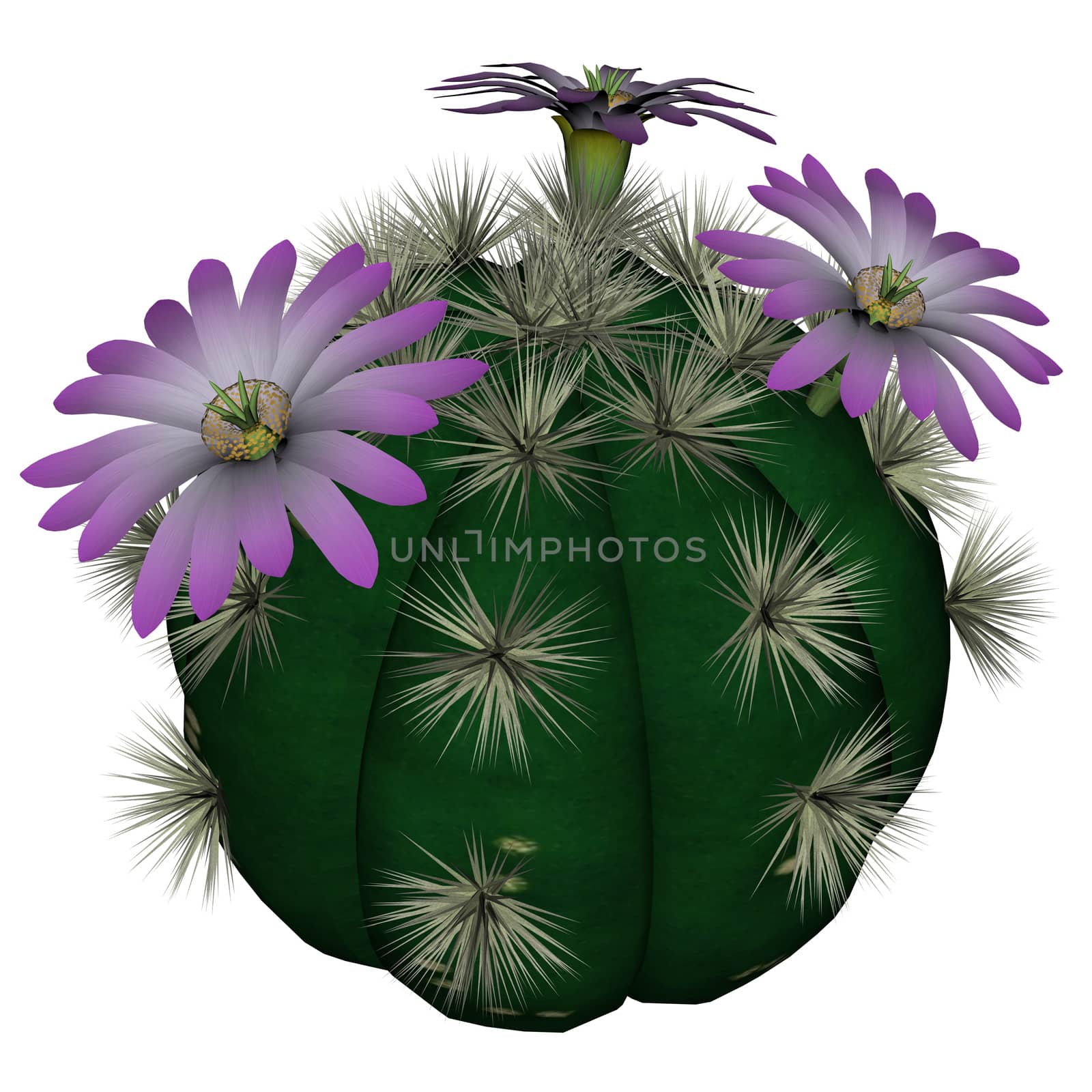 Spherical cactus with violet flowers isolated in white background - 3D render