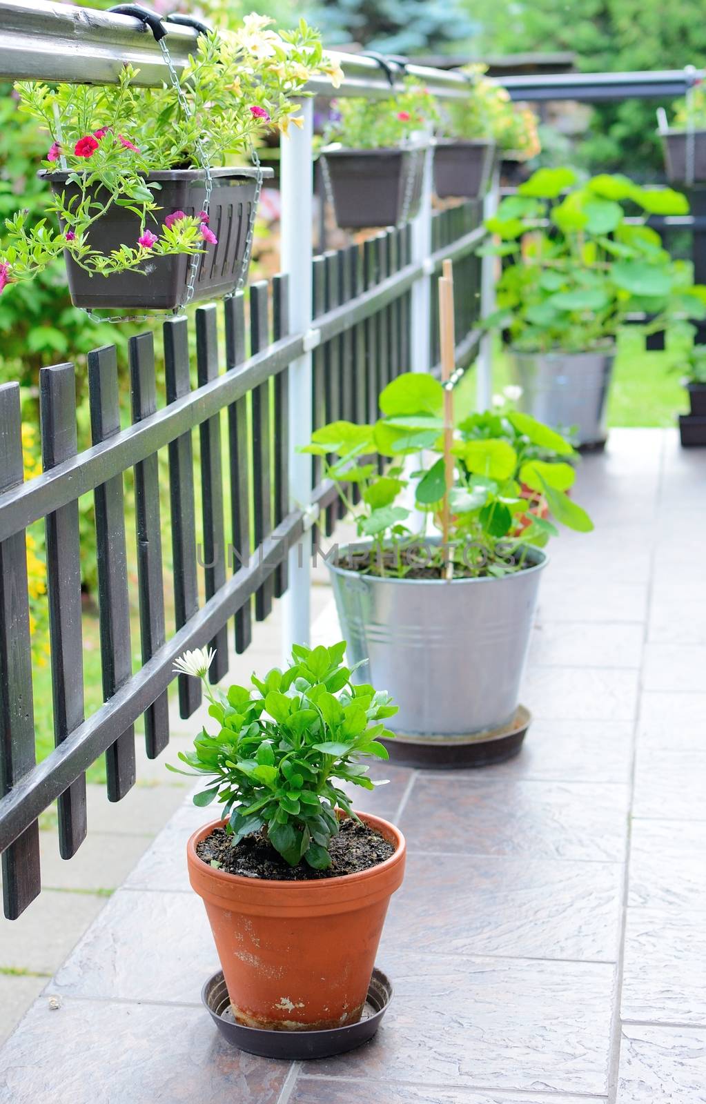 Beautiful decorative house terrace with green flowers and plants in pots. Plants are in hanging pots and also in pots on the ground.