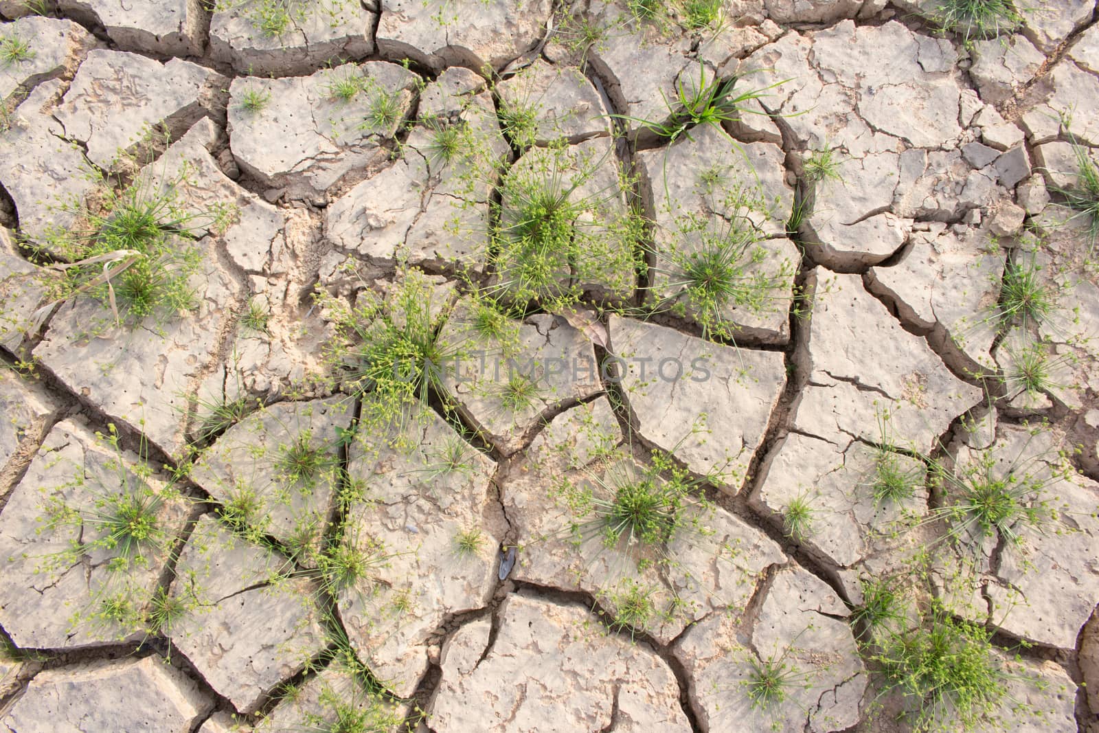 Cracked ground and survival living thing, cruel from global warm