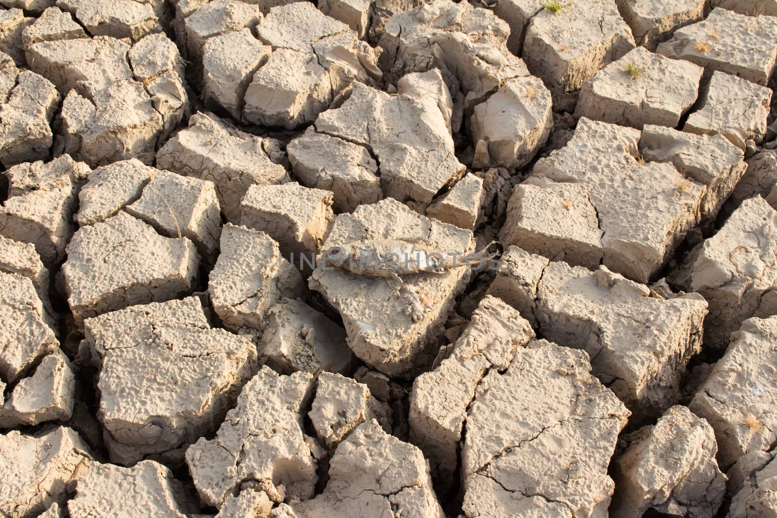 cracked land and dead fish on hot and dry ground