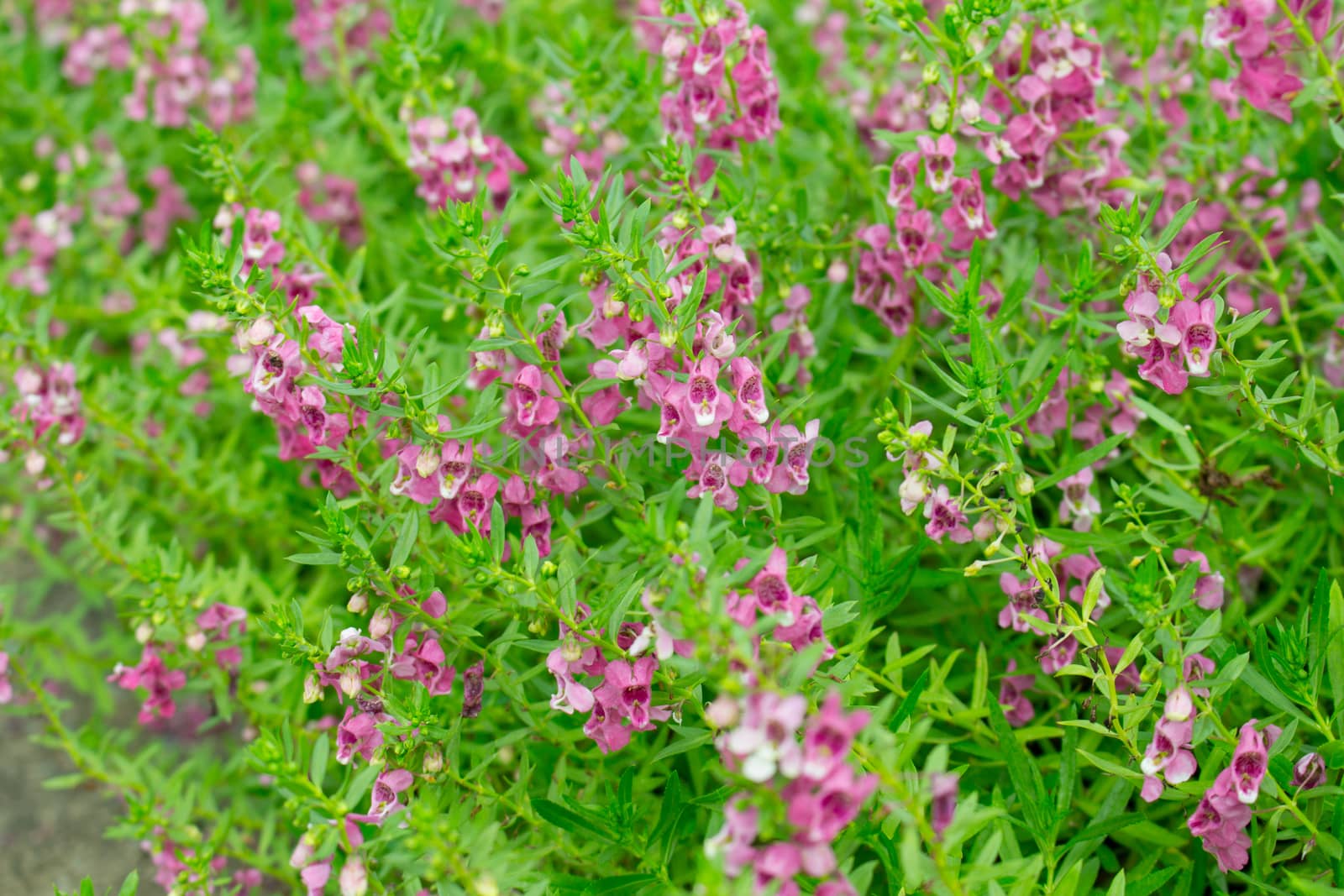 Purple flower, Angelonia goyazensis Benth garden