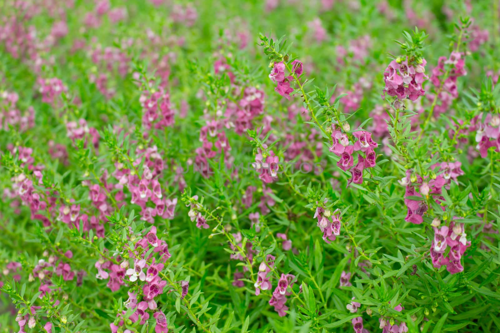 Purple flower, Angelonia goyazensis Benth garden