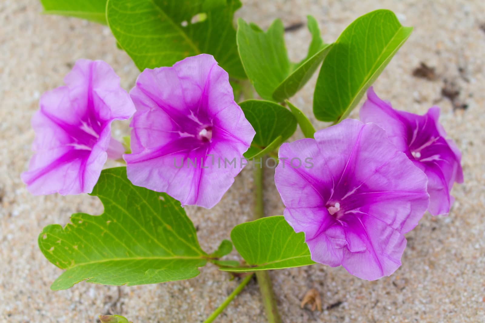 Beach Morning Glory leaves in wind (Ipomoea pes-caprae)