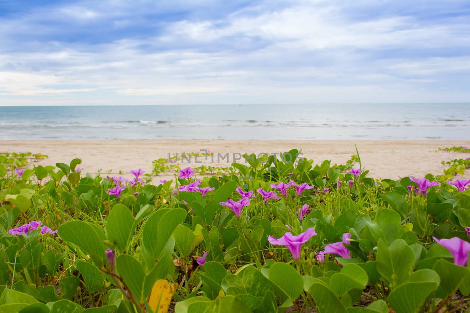 Beach Morning Glory leaves in wind (Ipomoea pes-caprae)