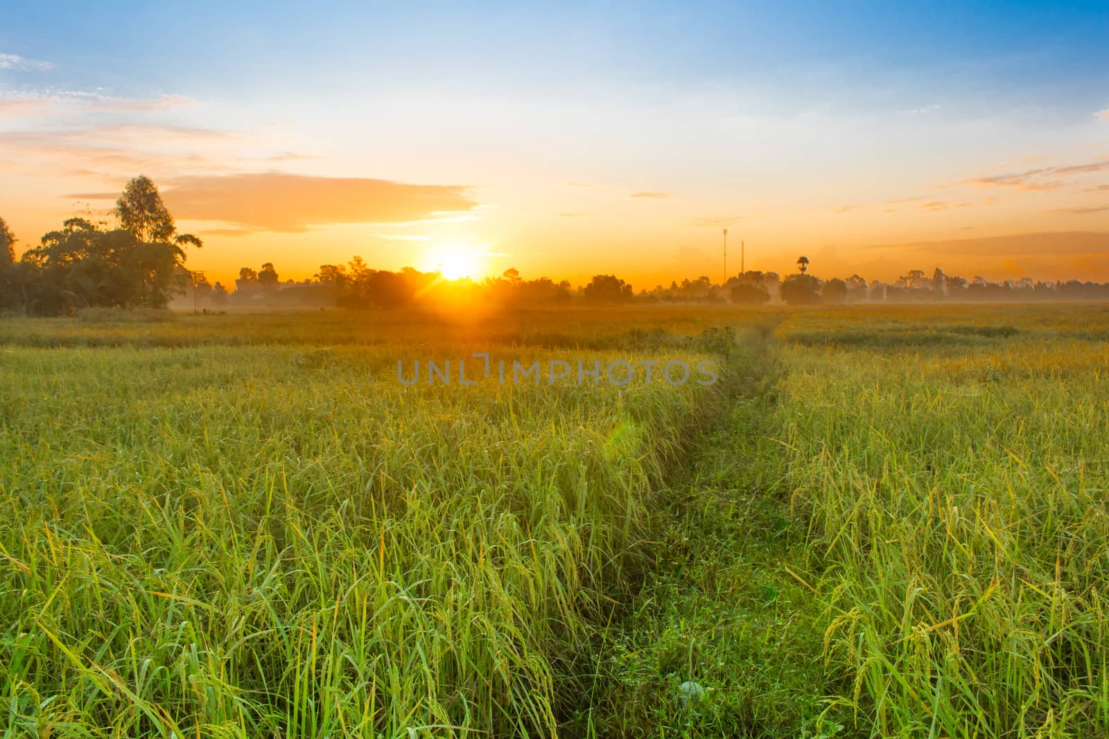 Rice field of farmer and sun in the morning time,in Thailand