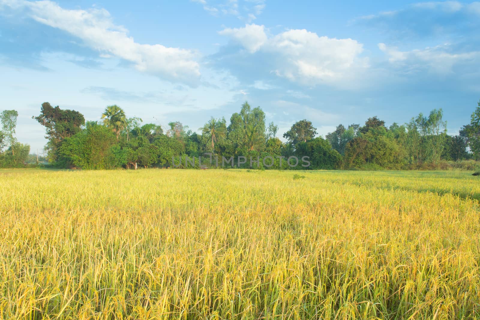 rice field in the morning by oodfon