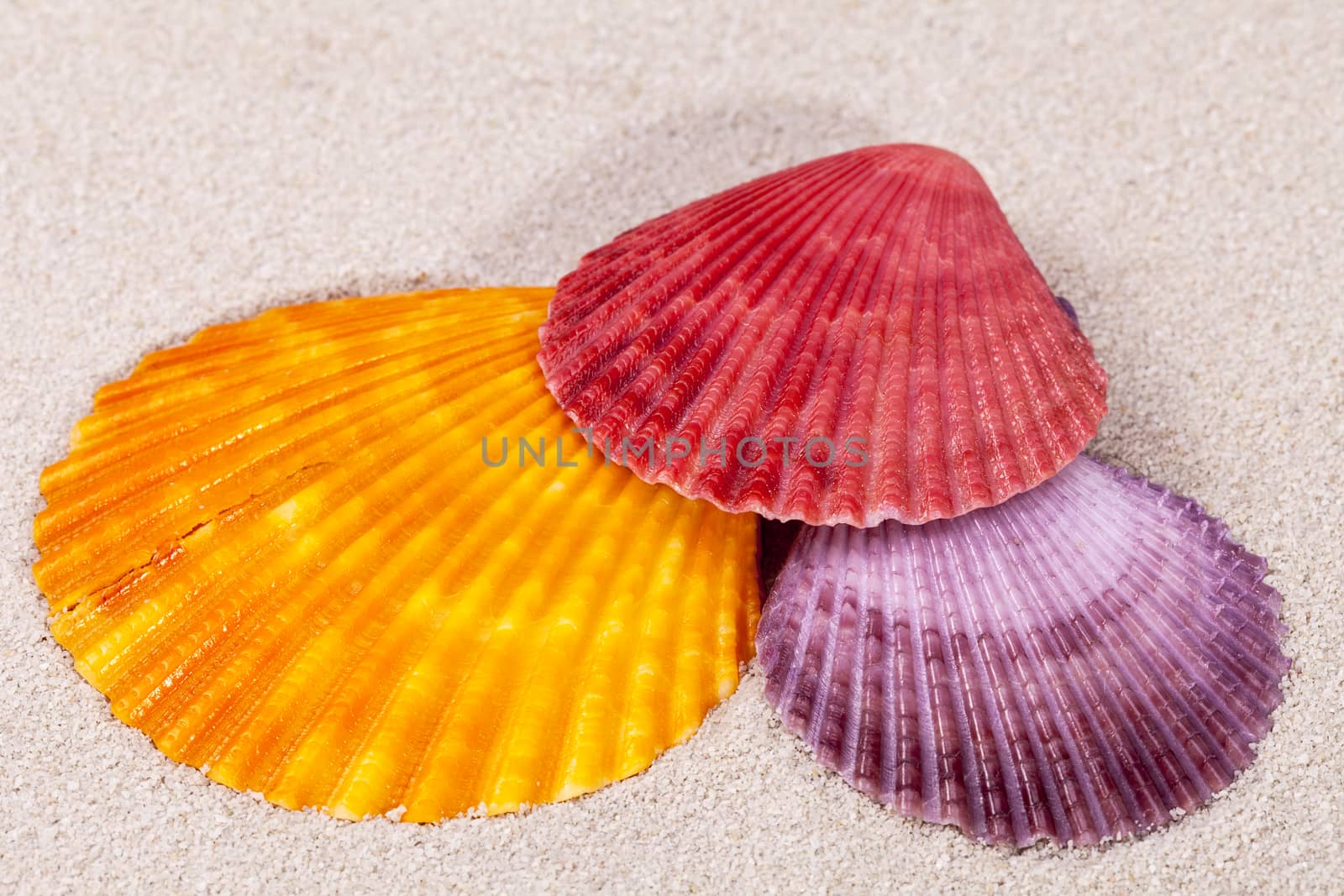 some colorful sea shells of  mollusk on sand, close up