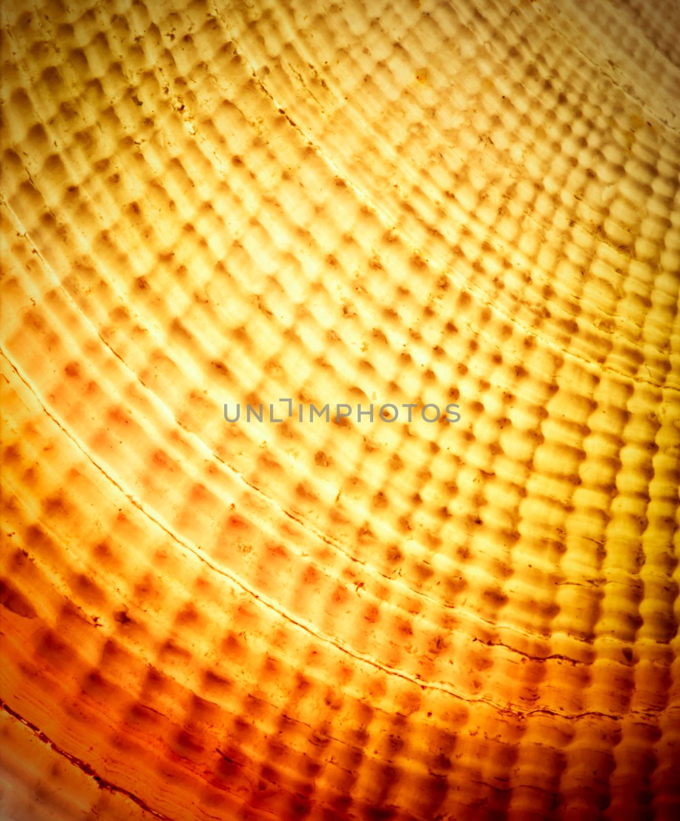 abstract background or texture Sea shells against the light of the sun
