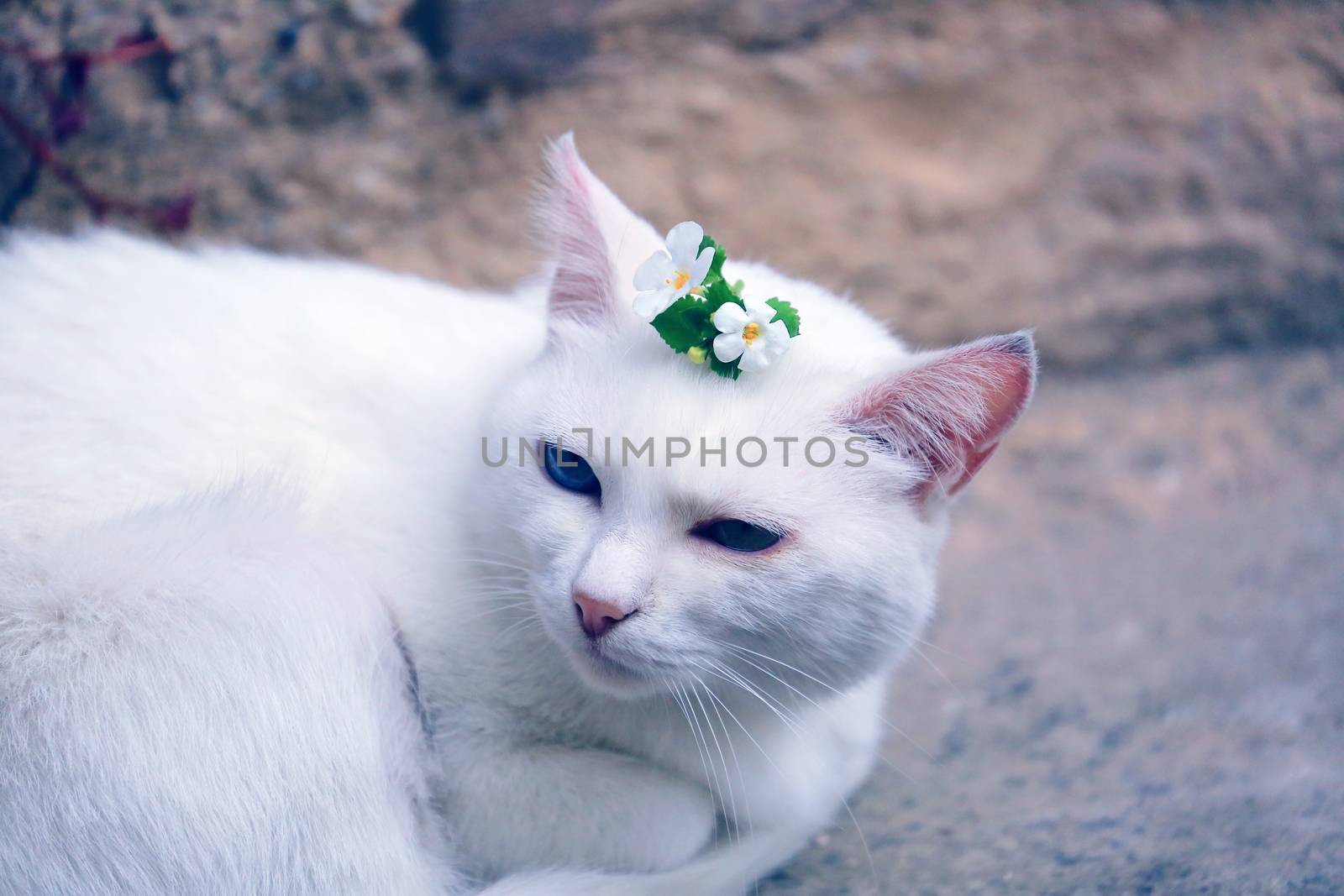 Beautiful White Cat with a Flower on her Head