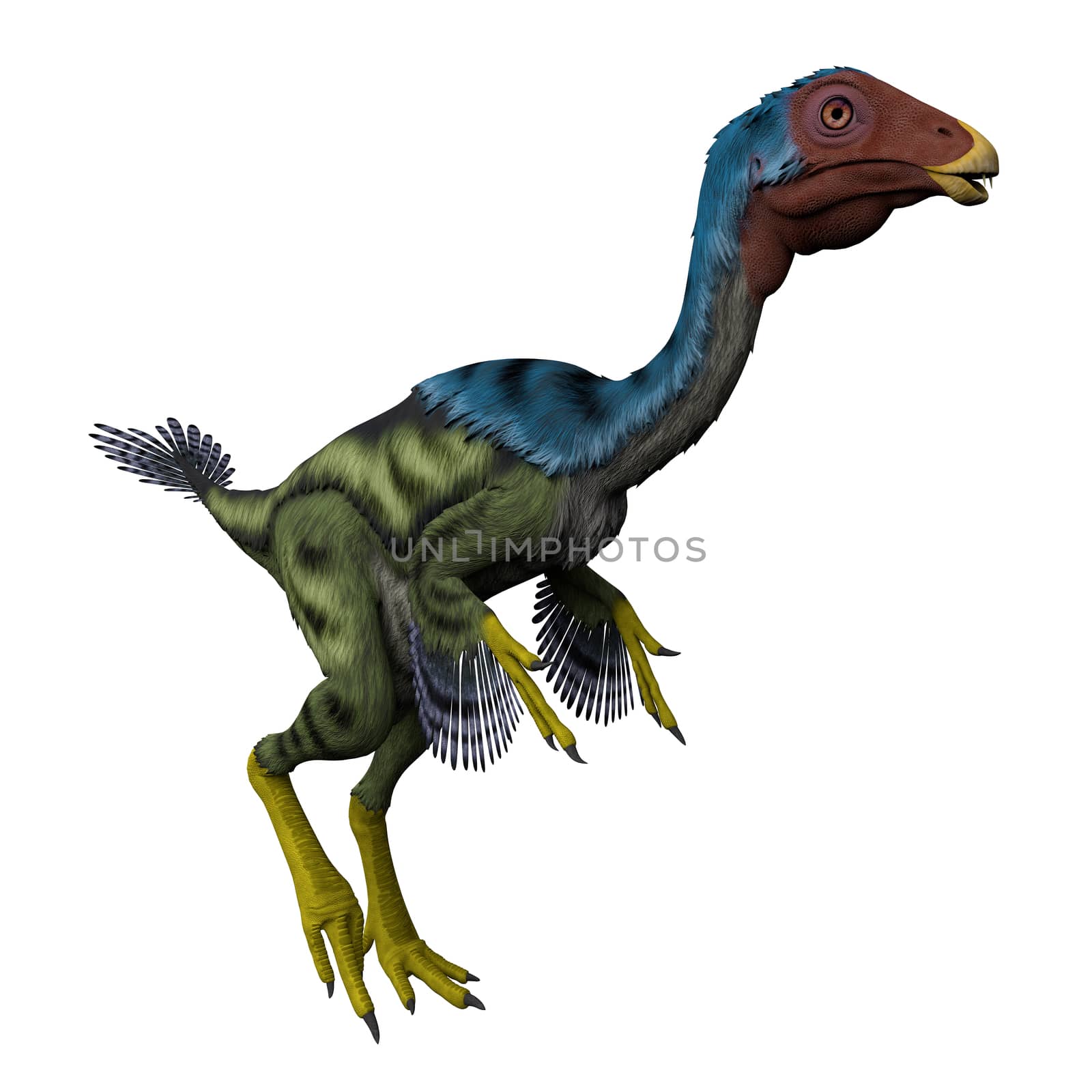 Caudipteryx was a peacock-sized oviraptor dinosaur that lived in China during the Cretaceous Period.