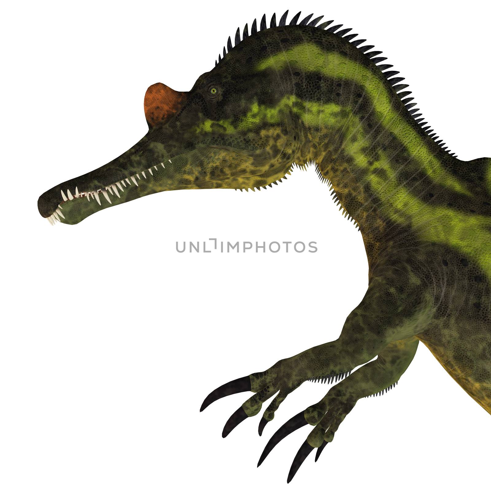 Ichthyovenator Dinosaur Head by Catmando