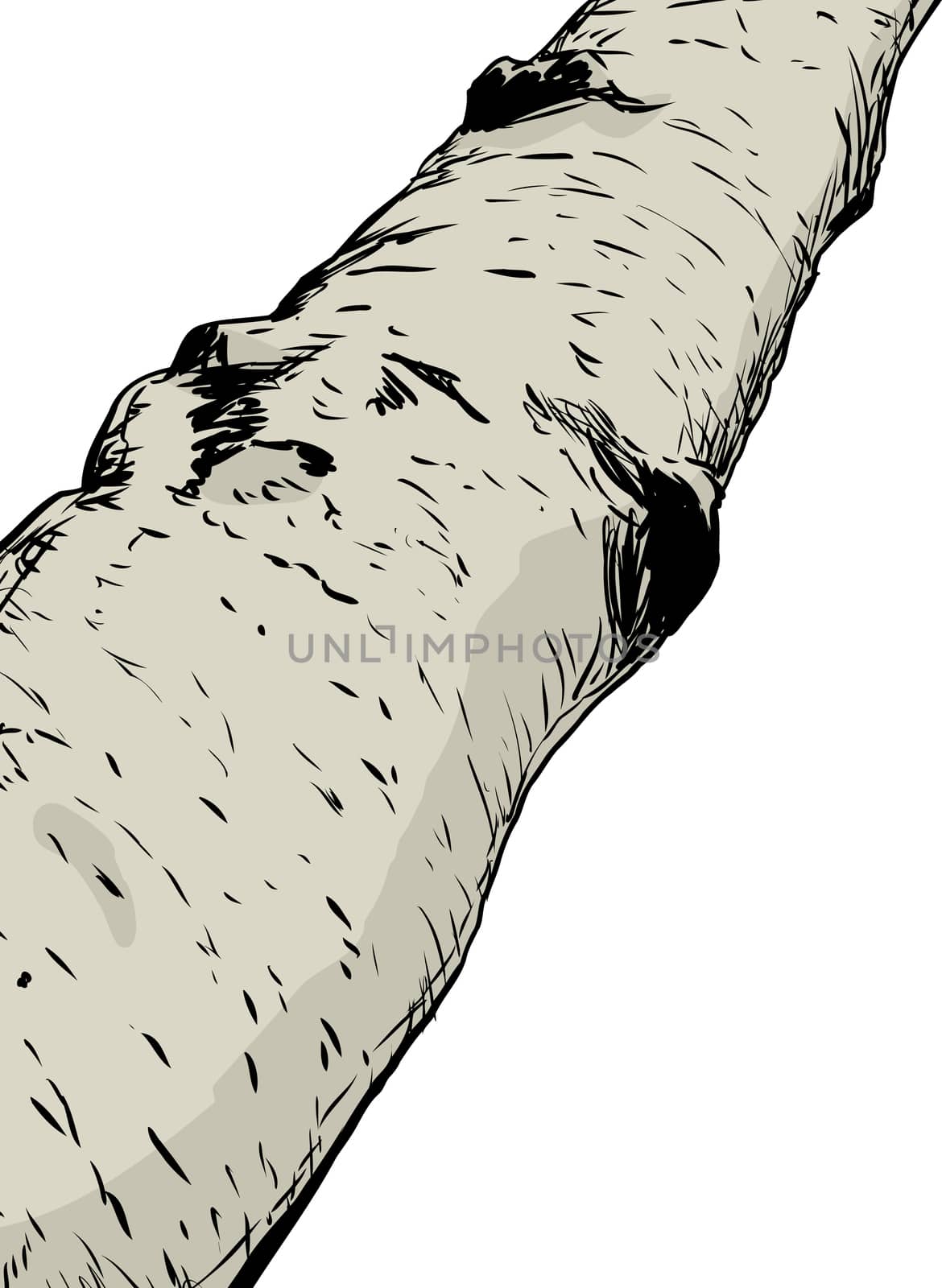 Close up illustration on part of birch tree trunk over white