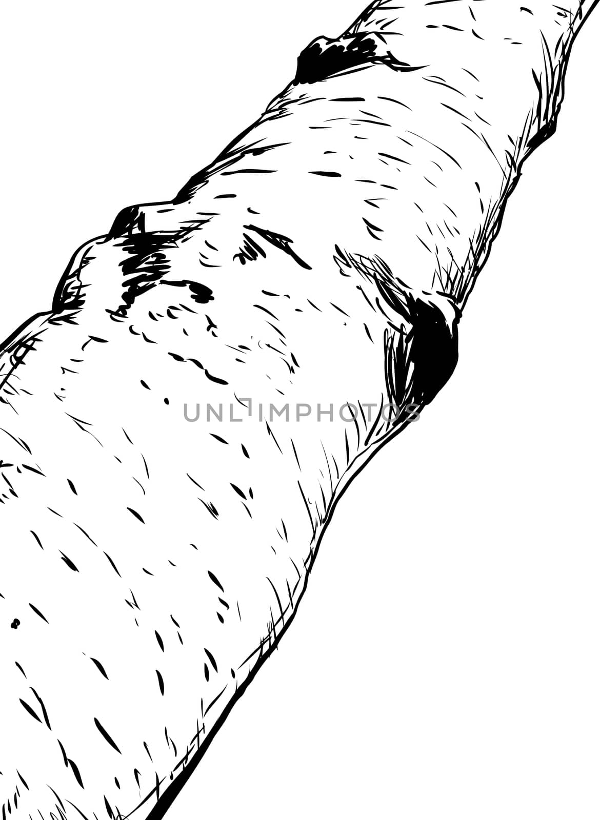 Outlined close up view on birch tree by TheBlackRhino
