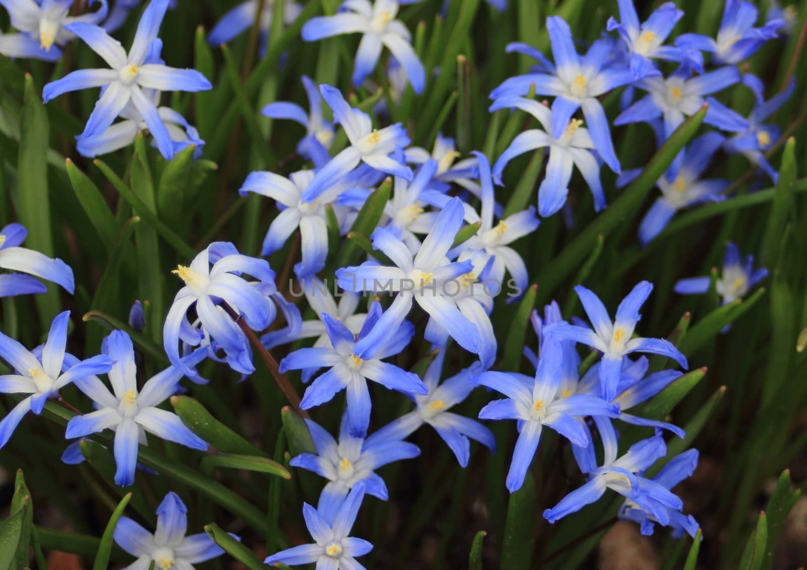 Closeup on spring wind flower with blue and white colors