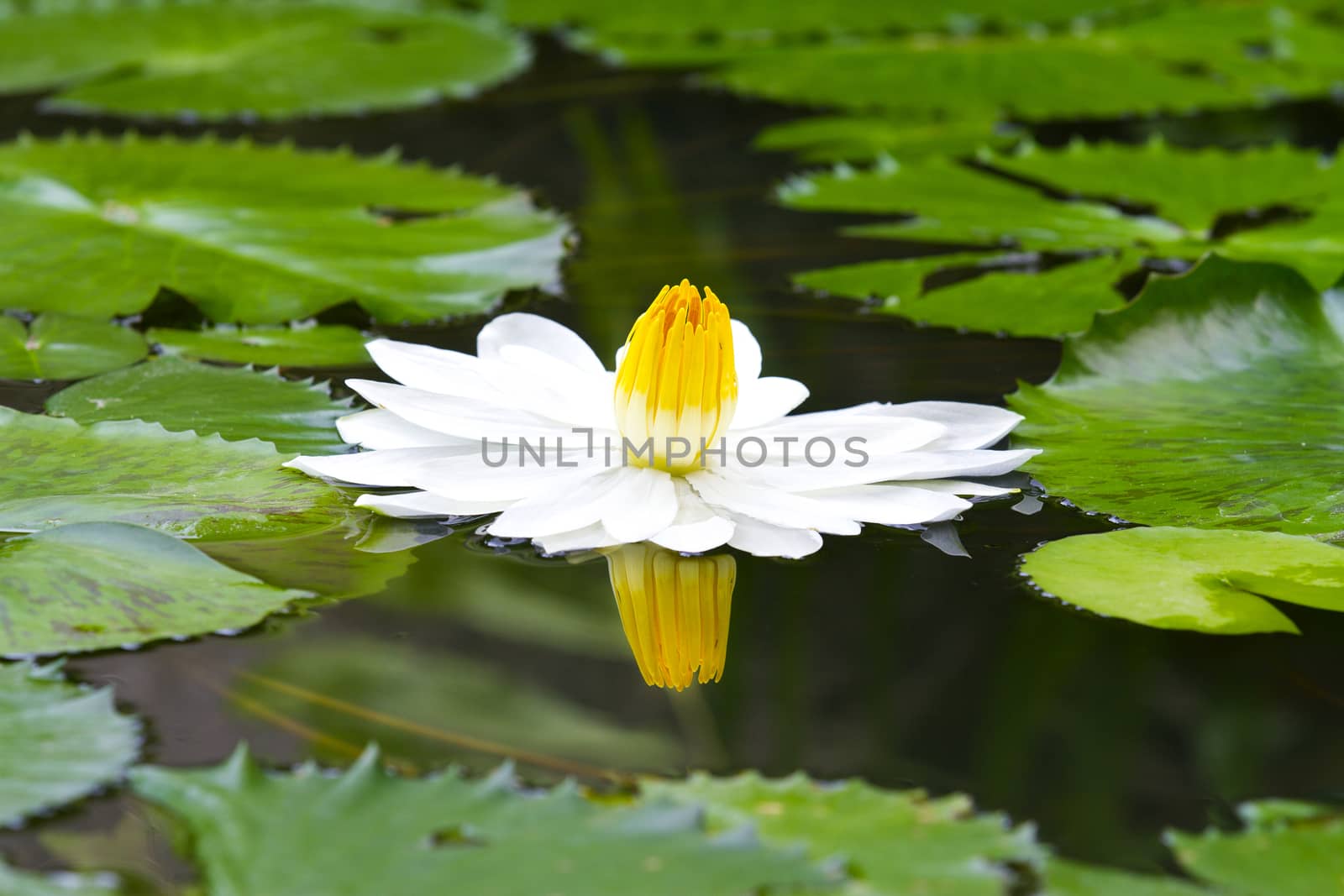 Blue lotus on the pond by jee1999