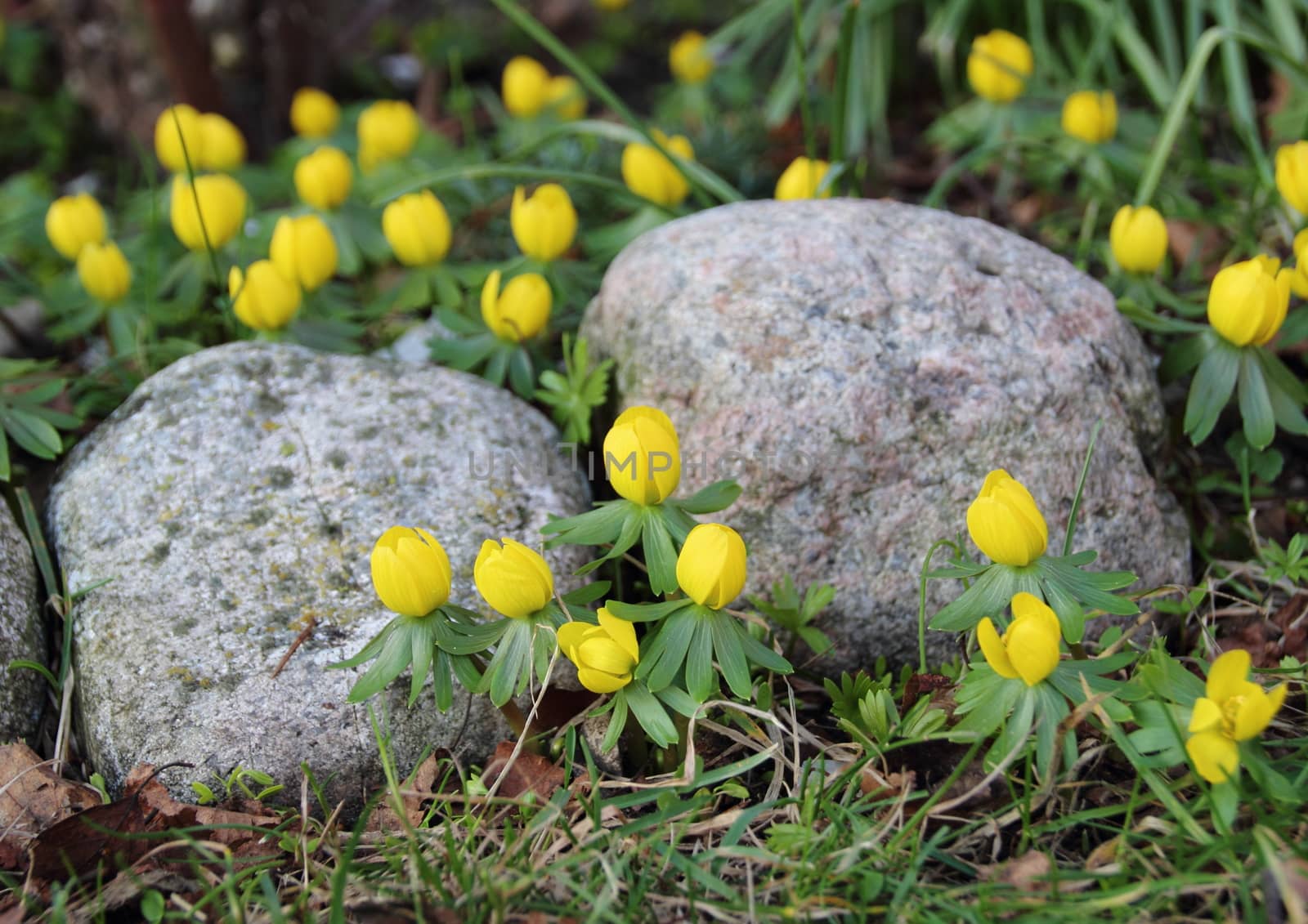 Yellow erantis spring flower in garden with rocks