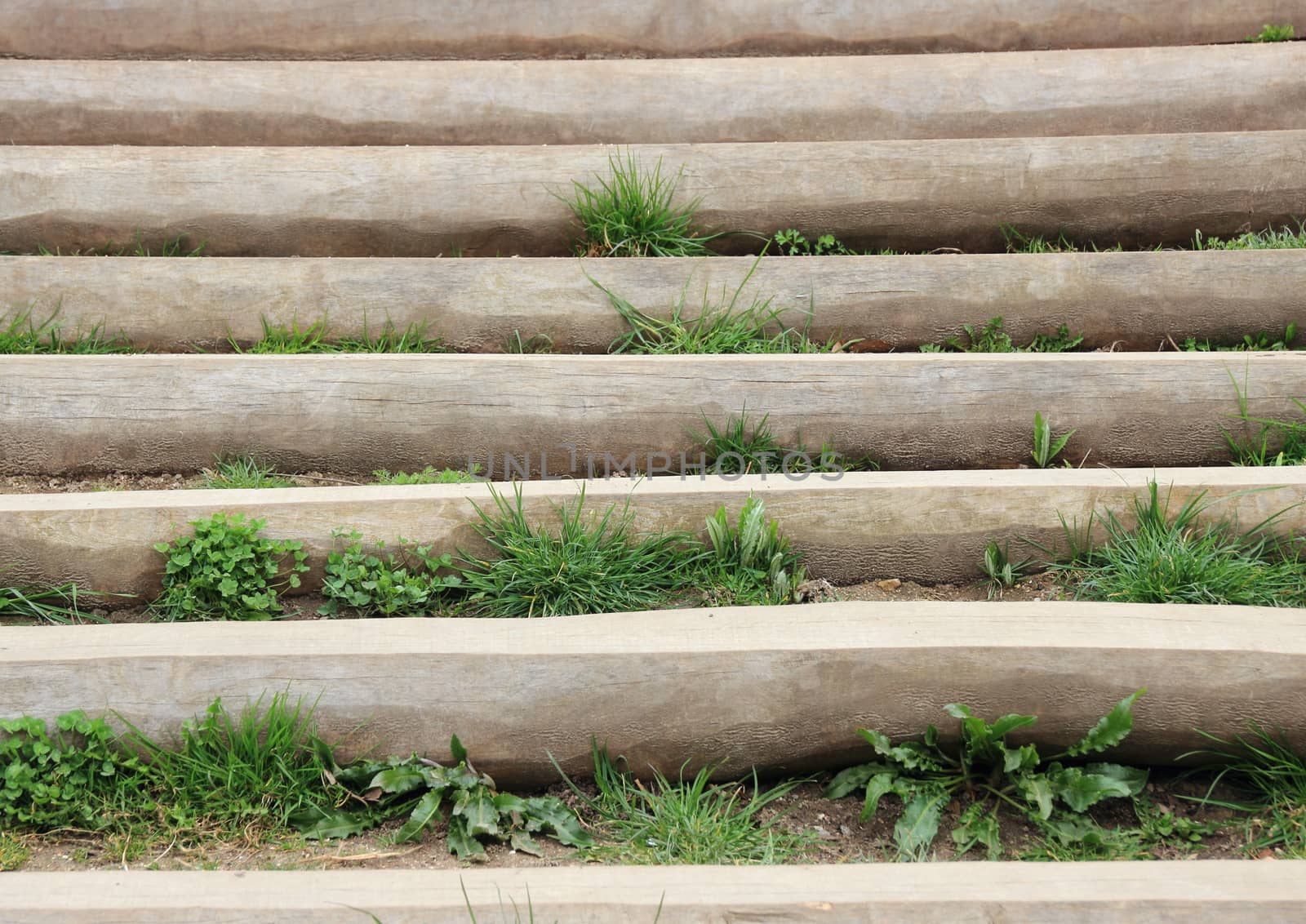 Wooden stair outside with weed between steps