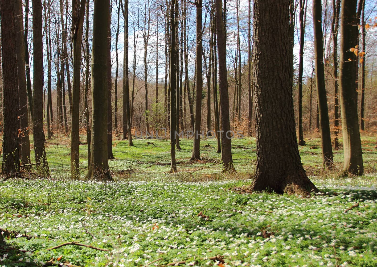 Forest in spring with white windflowers