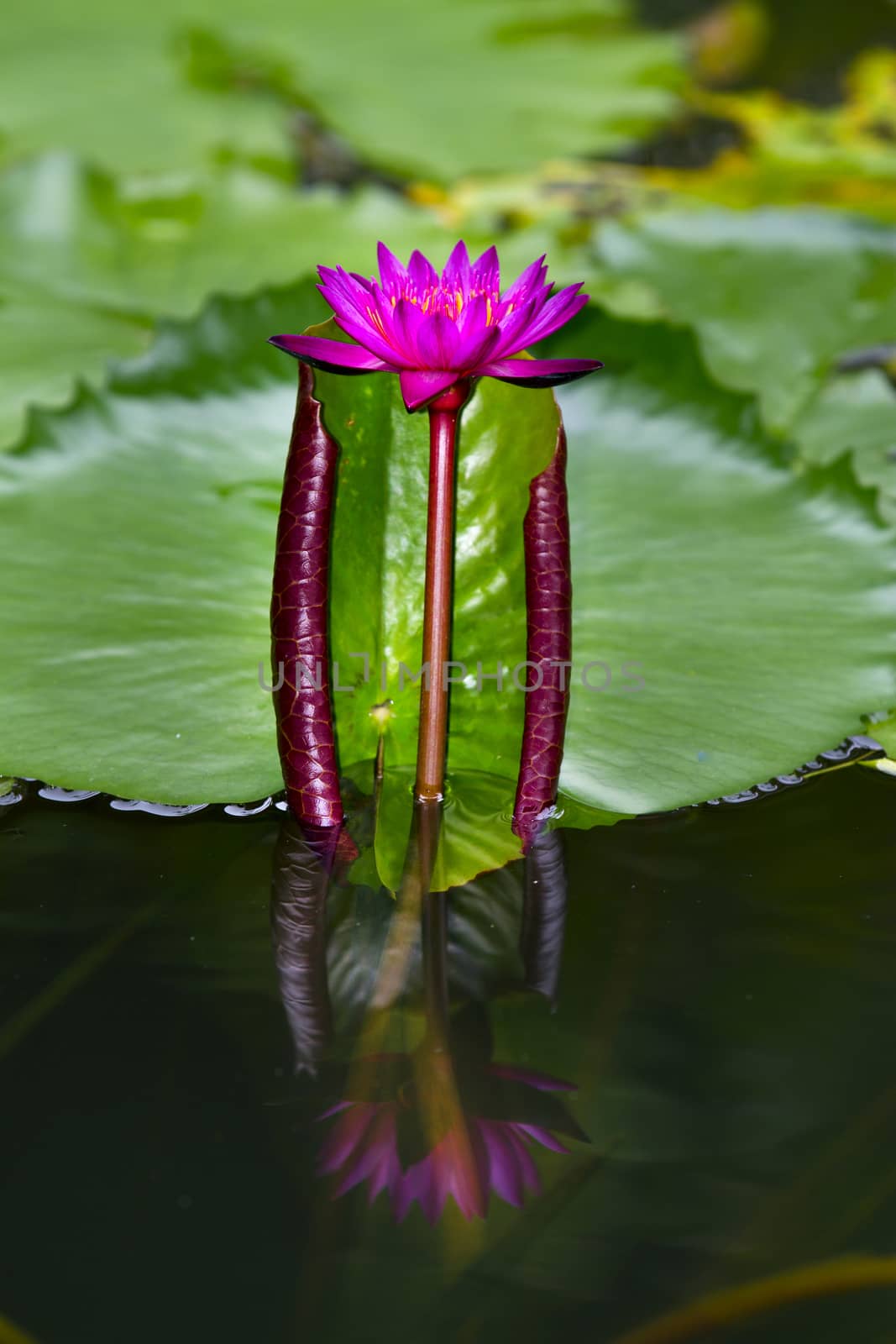 pink water lily with lotus leaf on pond