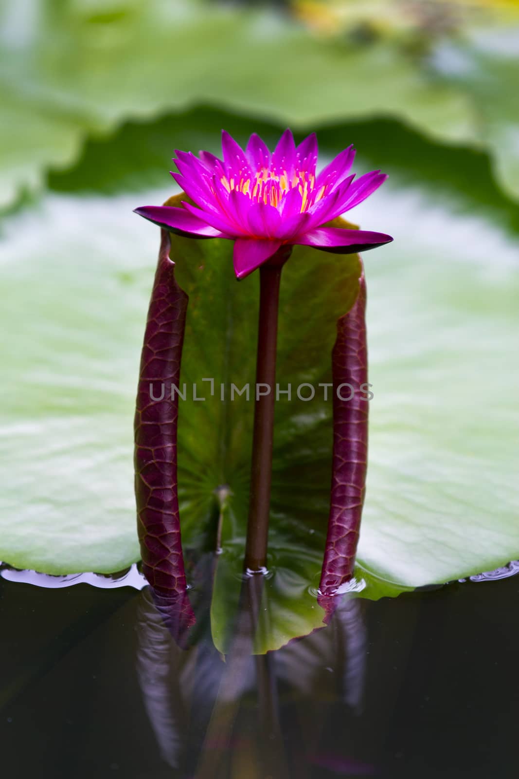 pink water lily with lotus leaf on pond