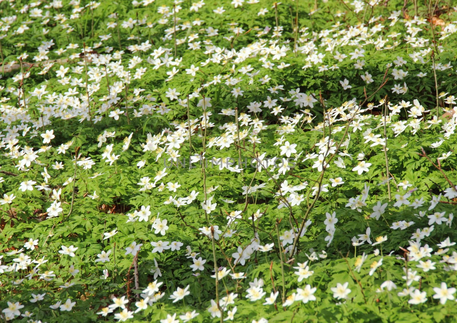 Bed of white windflowers at spring time