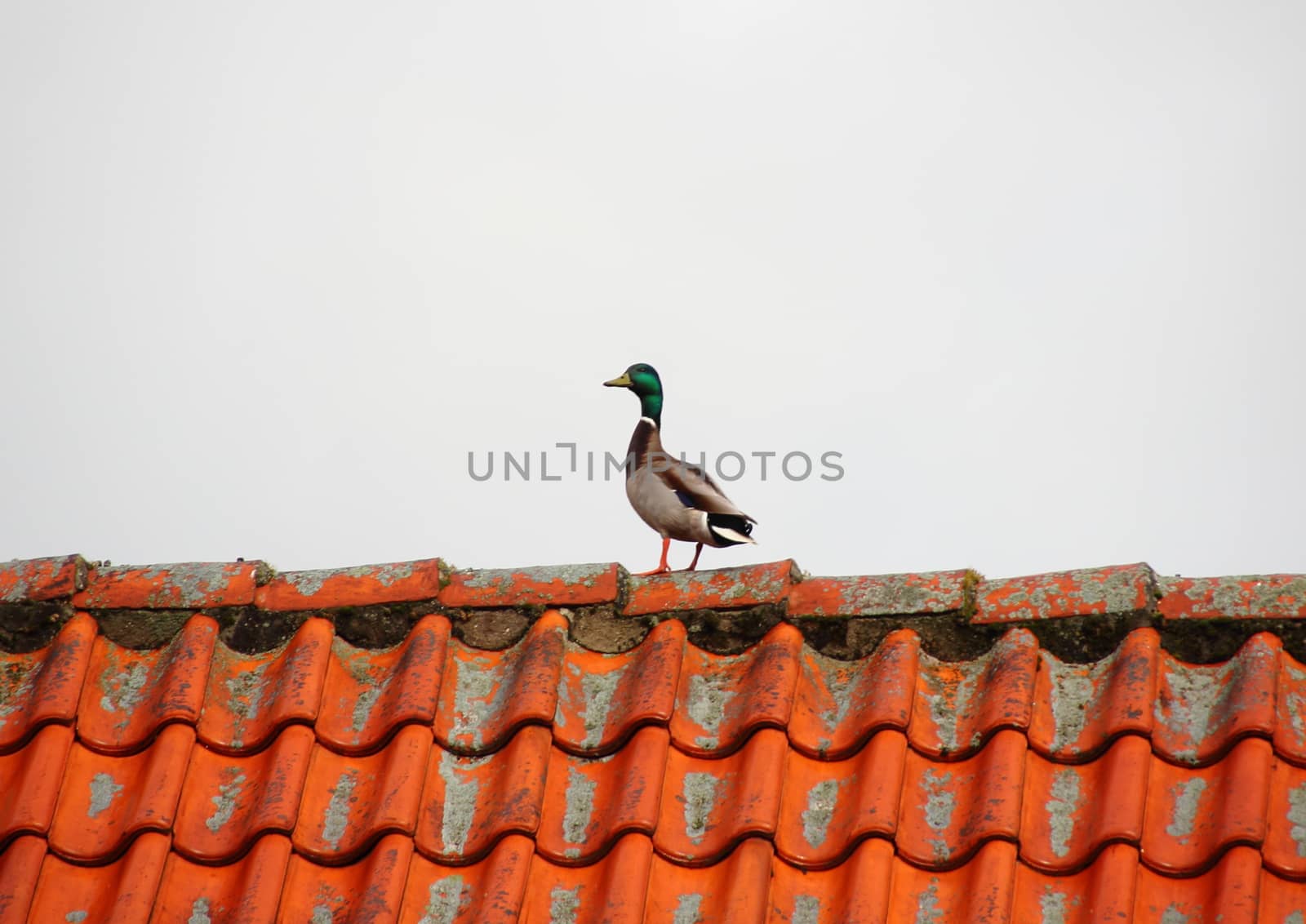 Duck on roof edge in hunting season