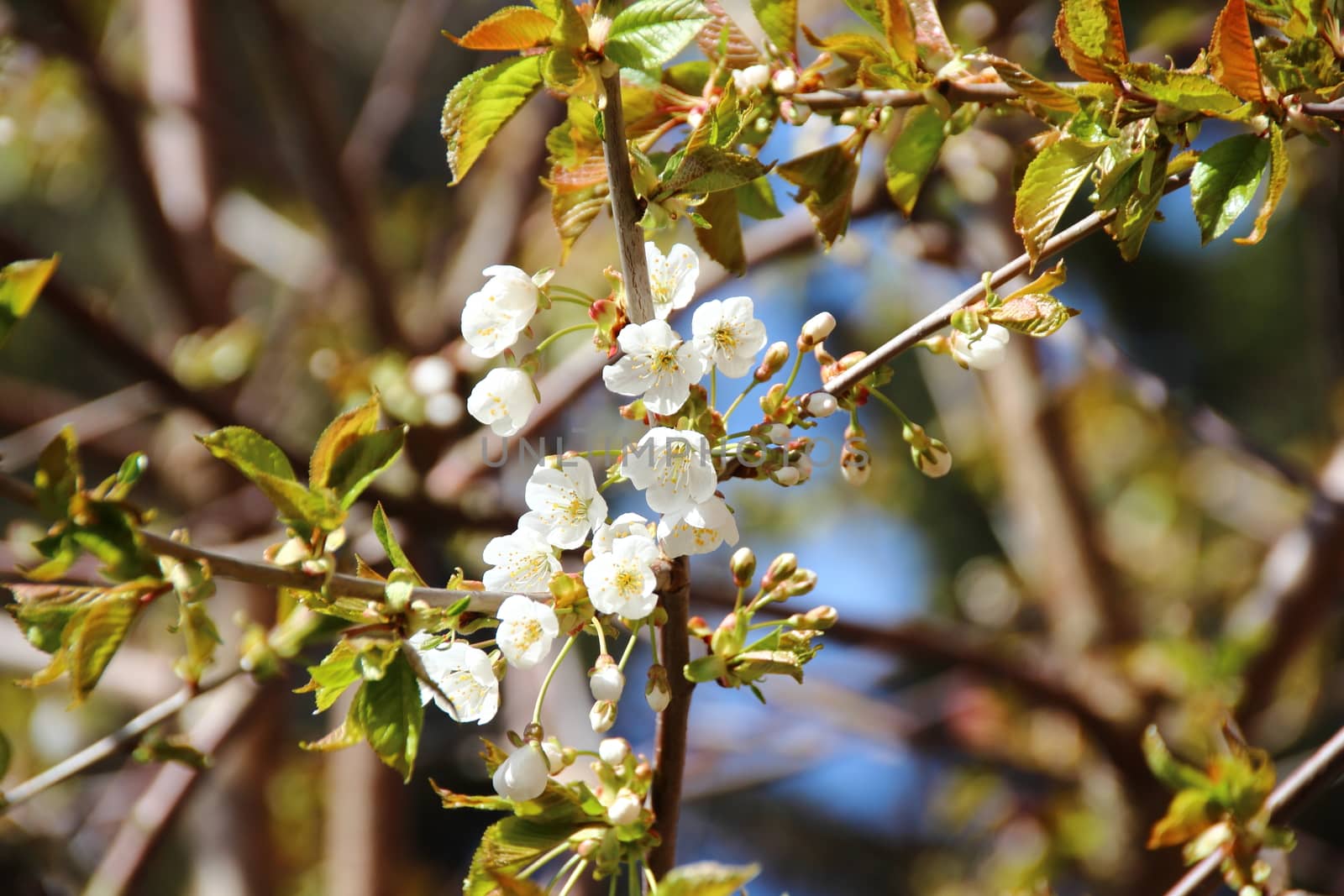 White cherry flowers in sping with tree in background