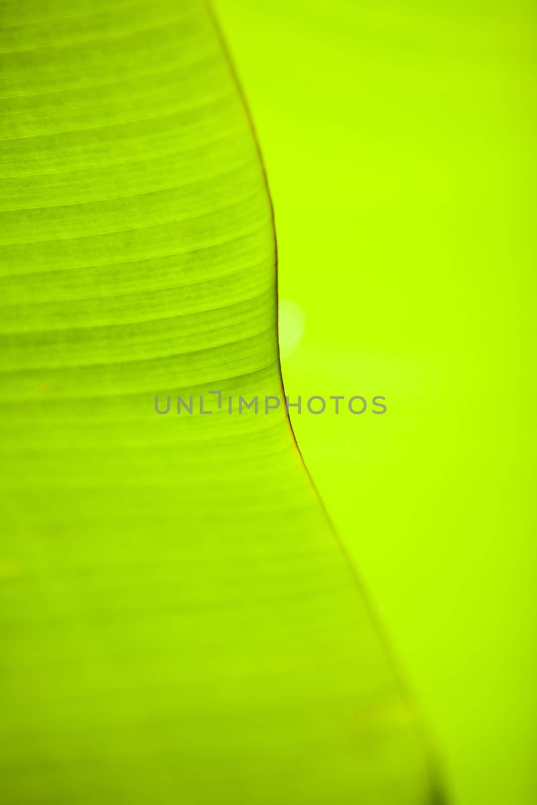 Texture background of backlight fresh green Leaf.