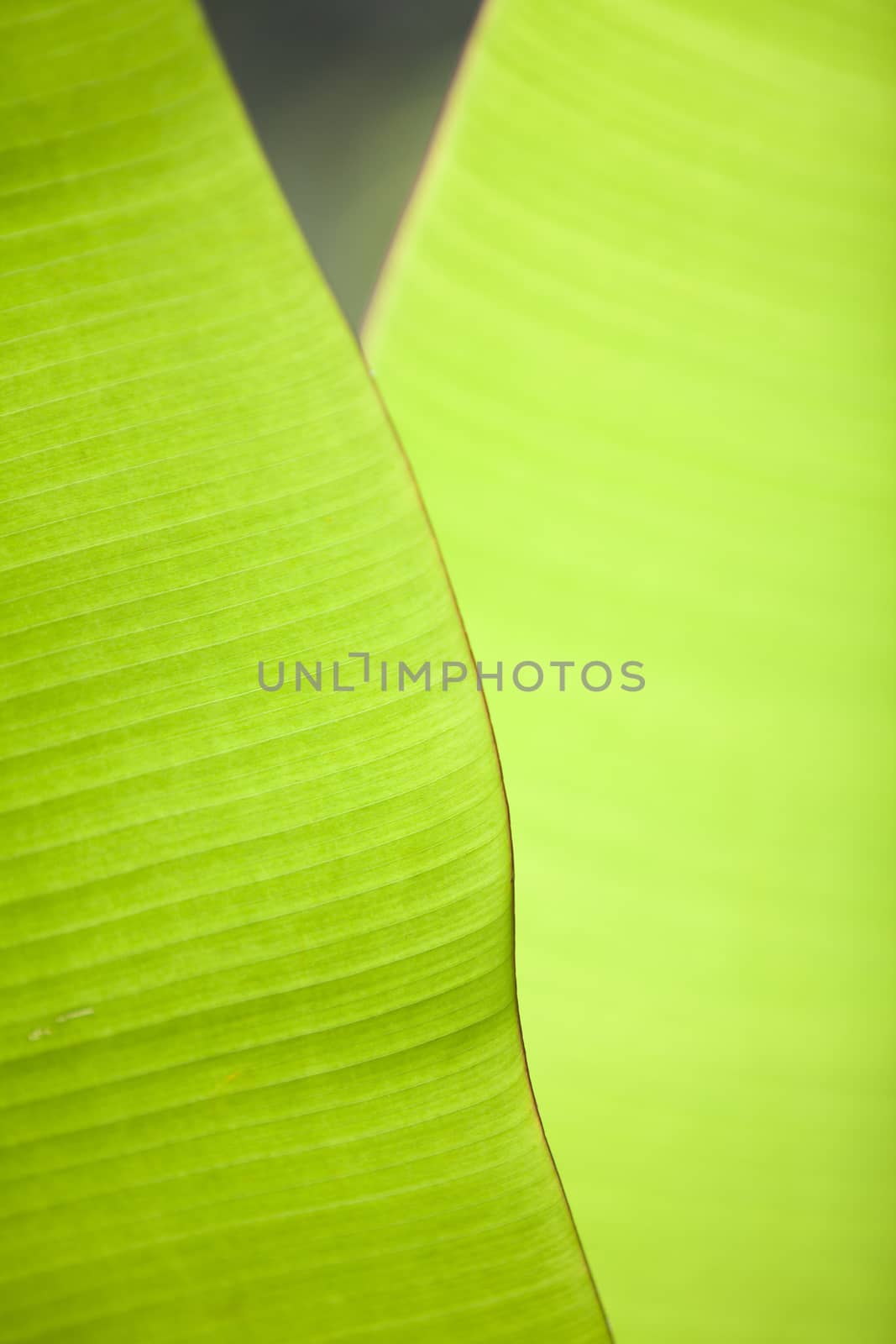 Texture background of backlight fresh green Leaf.