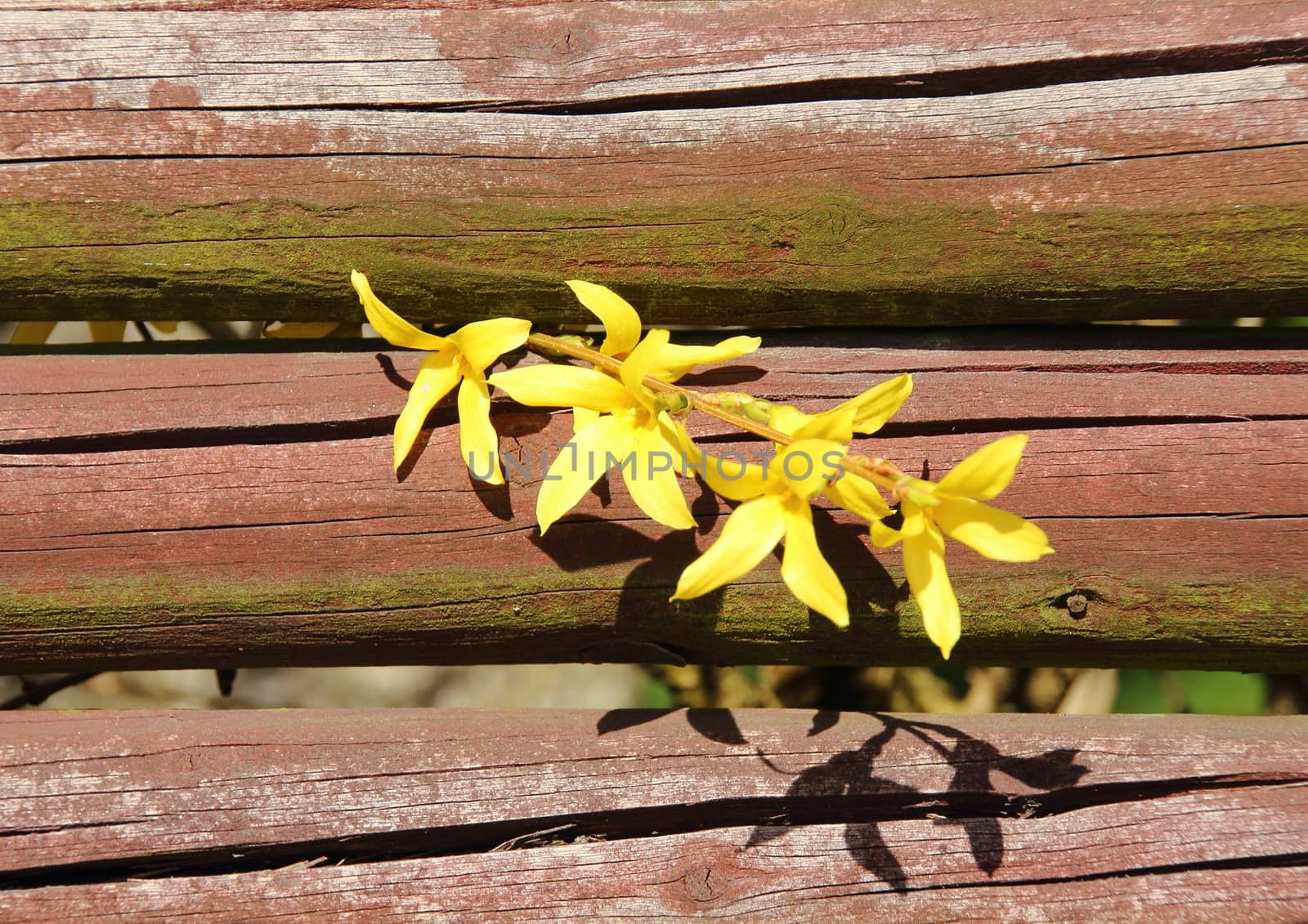 Yellow broom flower branch in springtime with red fence