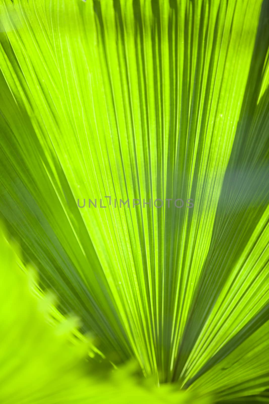 Texture of Green palm Leaf by jee1999
