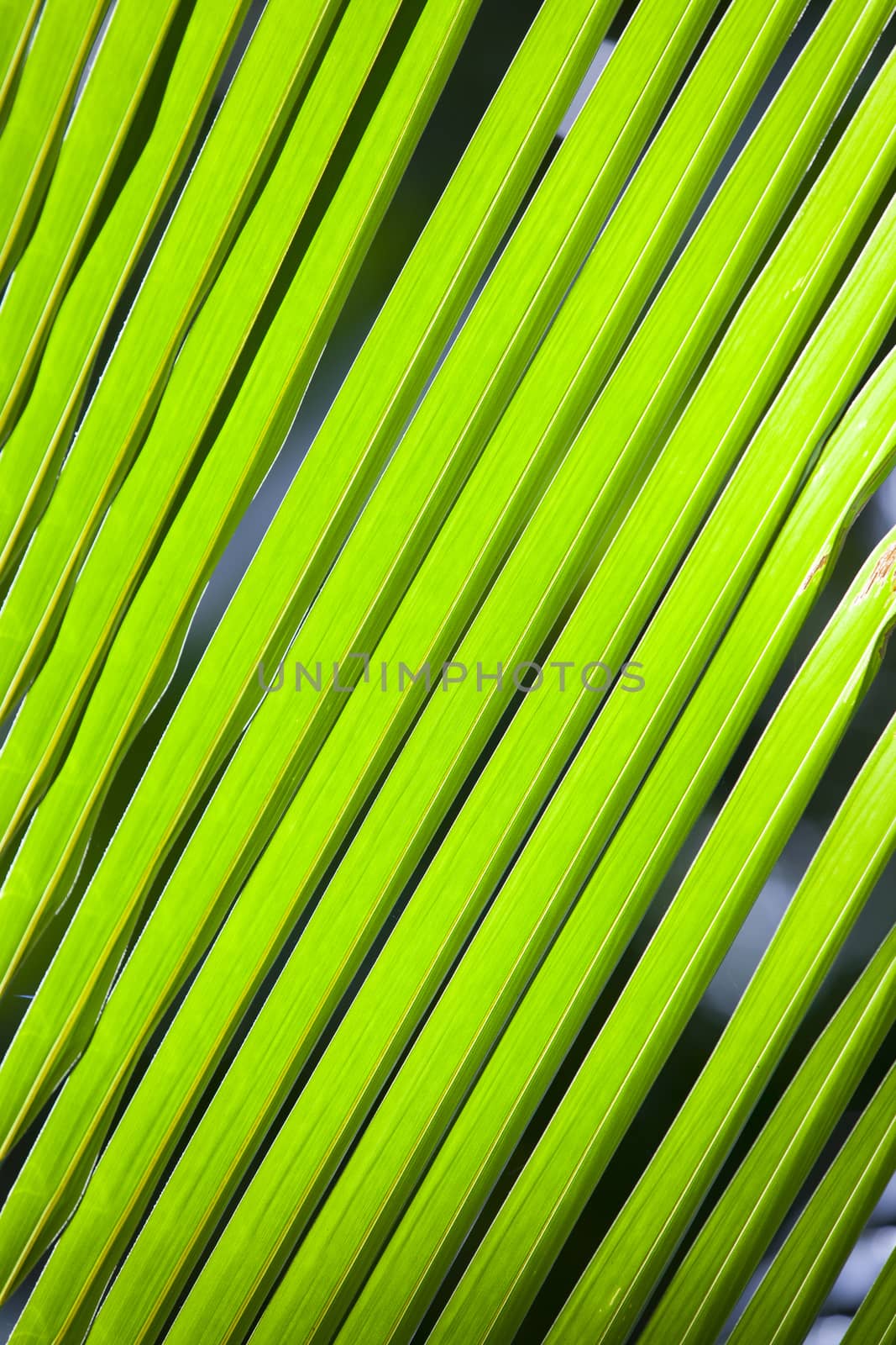 Green leaf of palm tree