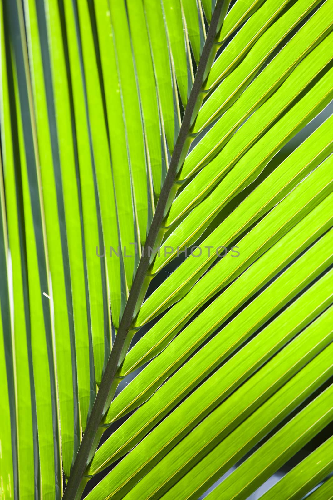 Green leaf of palm tree