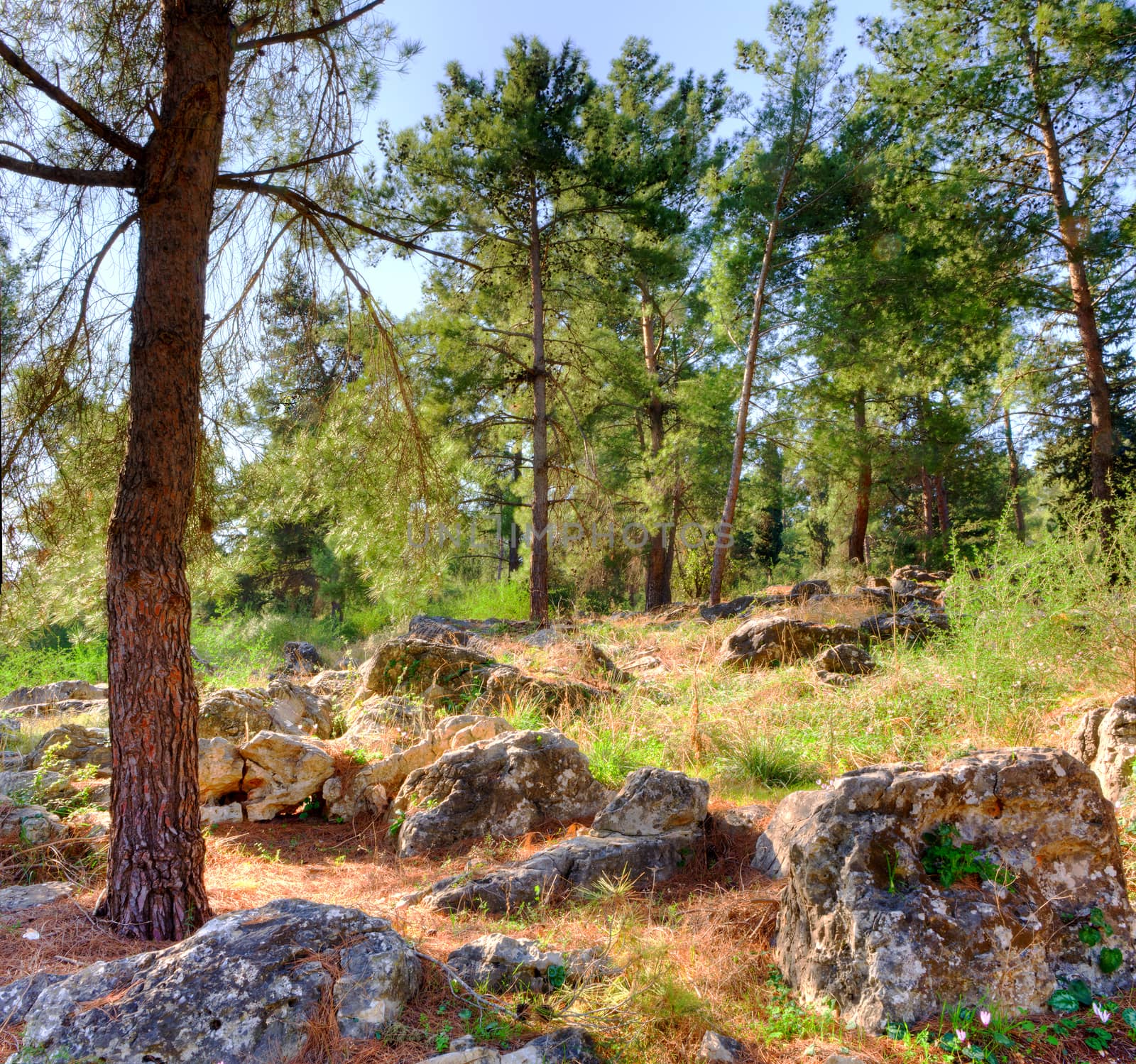 Square landscape with big rocks and trees growing between the large stones