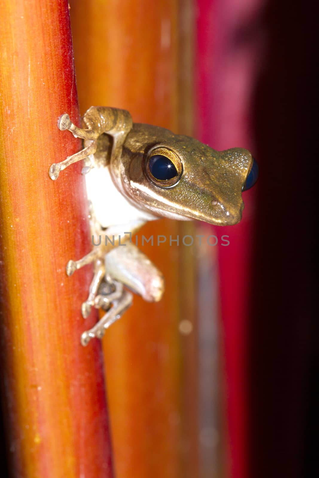 Frog perched on a tree ready to jump.