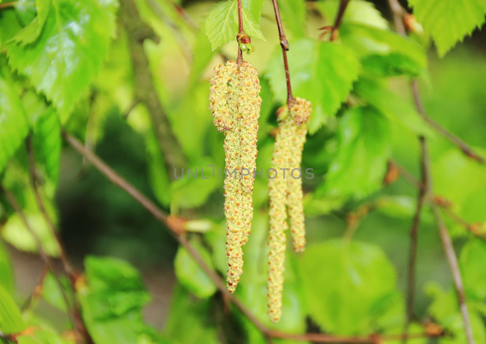 Pollen aments on birchtree in spring