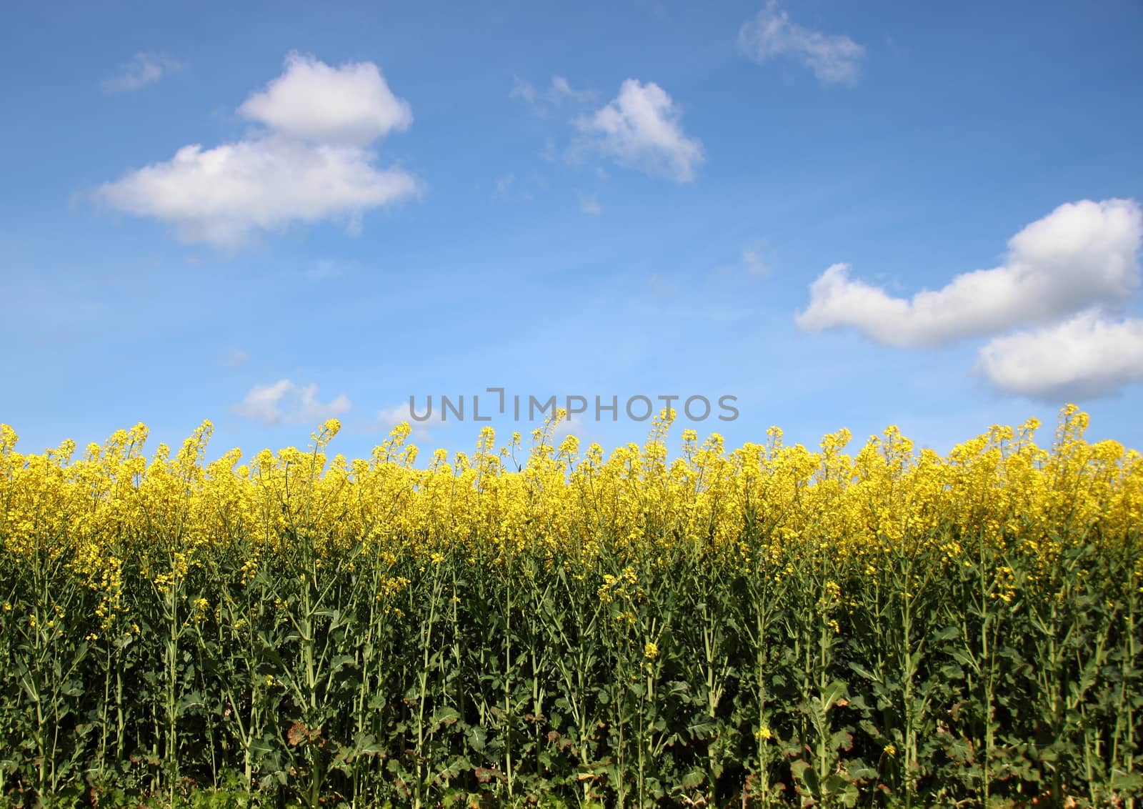 Yellow rape field with blue sky and clouds