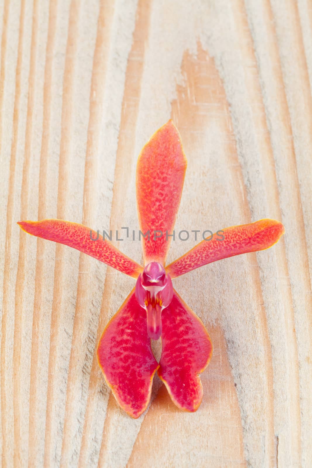 Red flowers on a wooden floor.