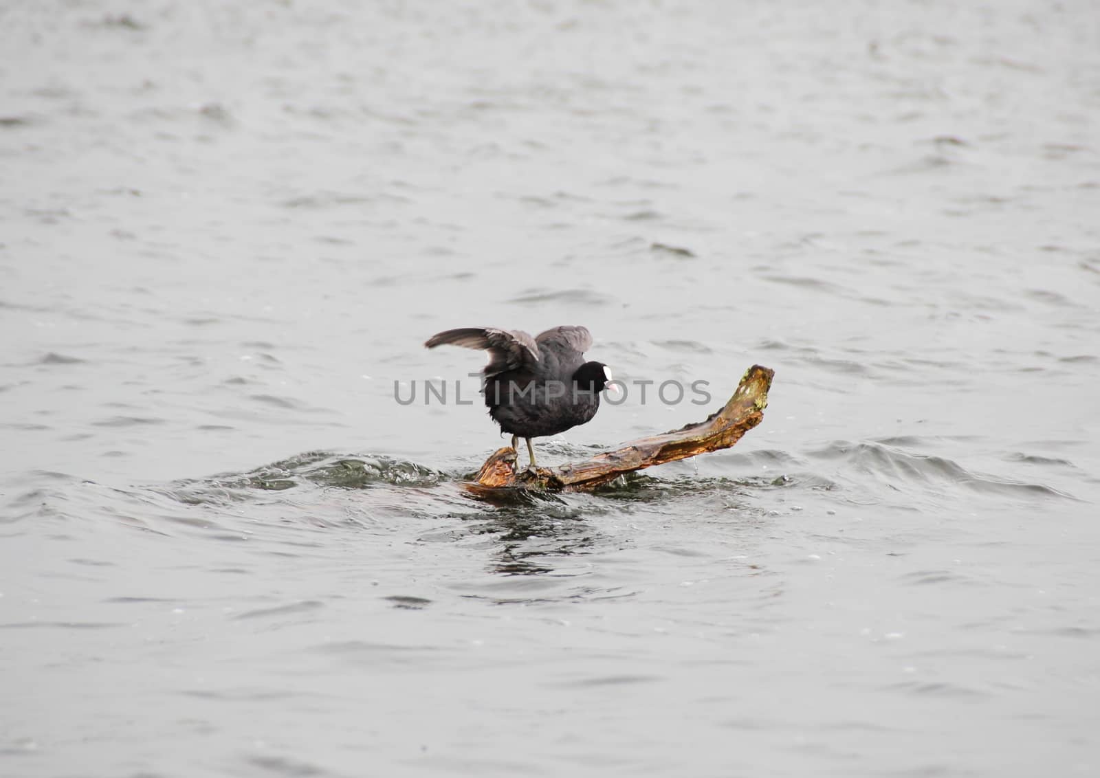 Old world Coot sitting on a branch in sea with wings