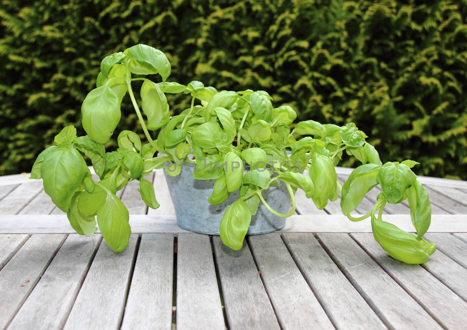 Basil plant in zinc bowl on wooden table