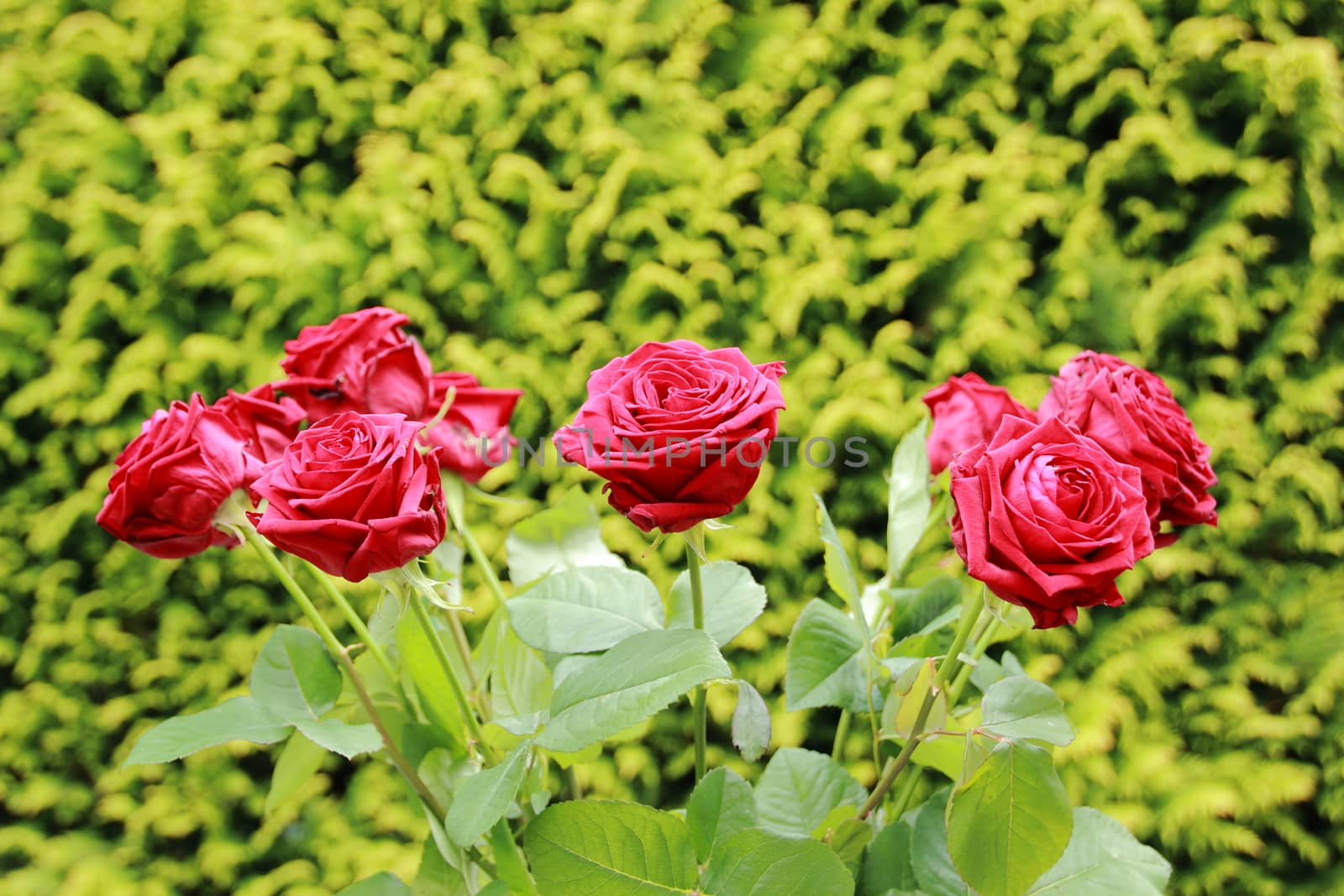Bunch of red roses with green background