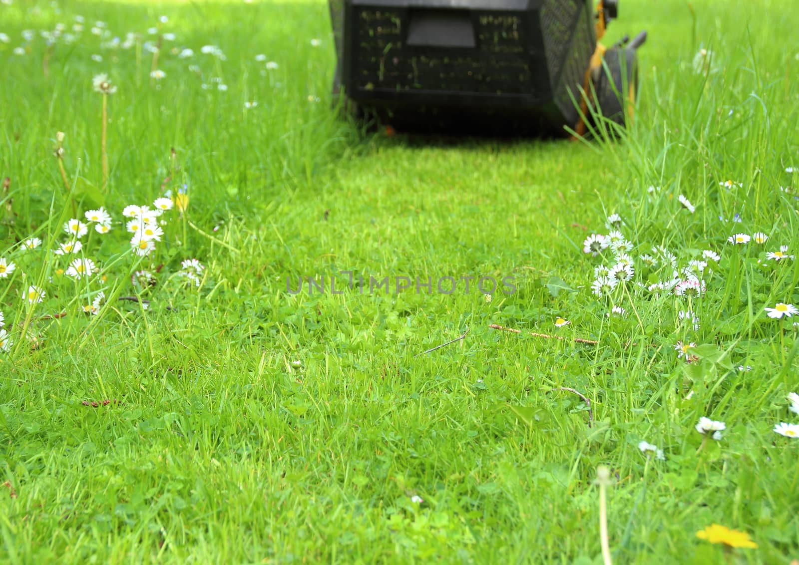 Trail of a lawn mower in the garden