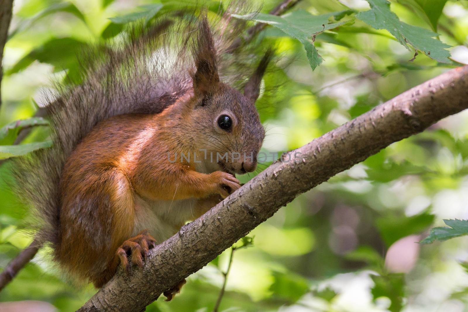 The photograph shows a squirrel near a tree