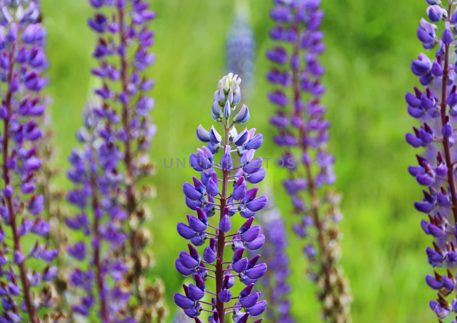 Blue Lupines with green background