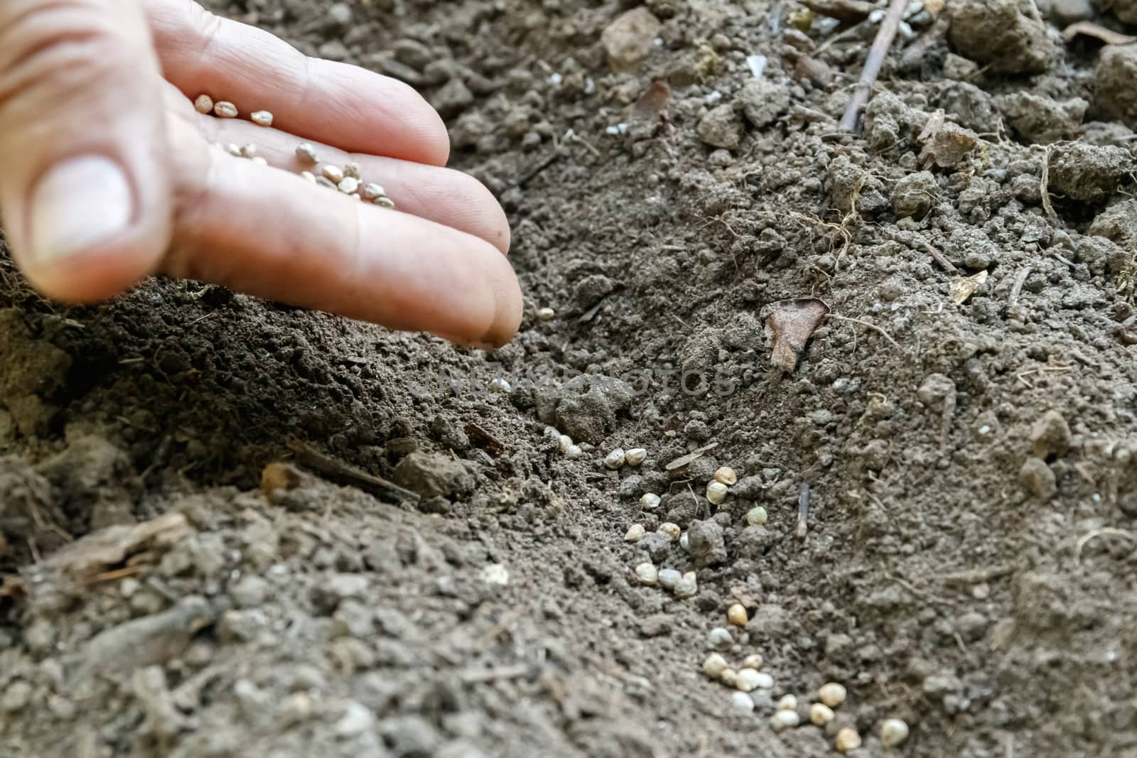 A woman's hand sowing carrot seeds in the garden