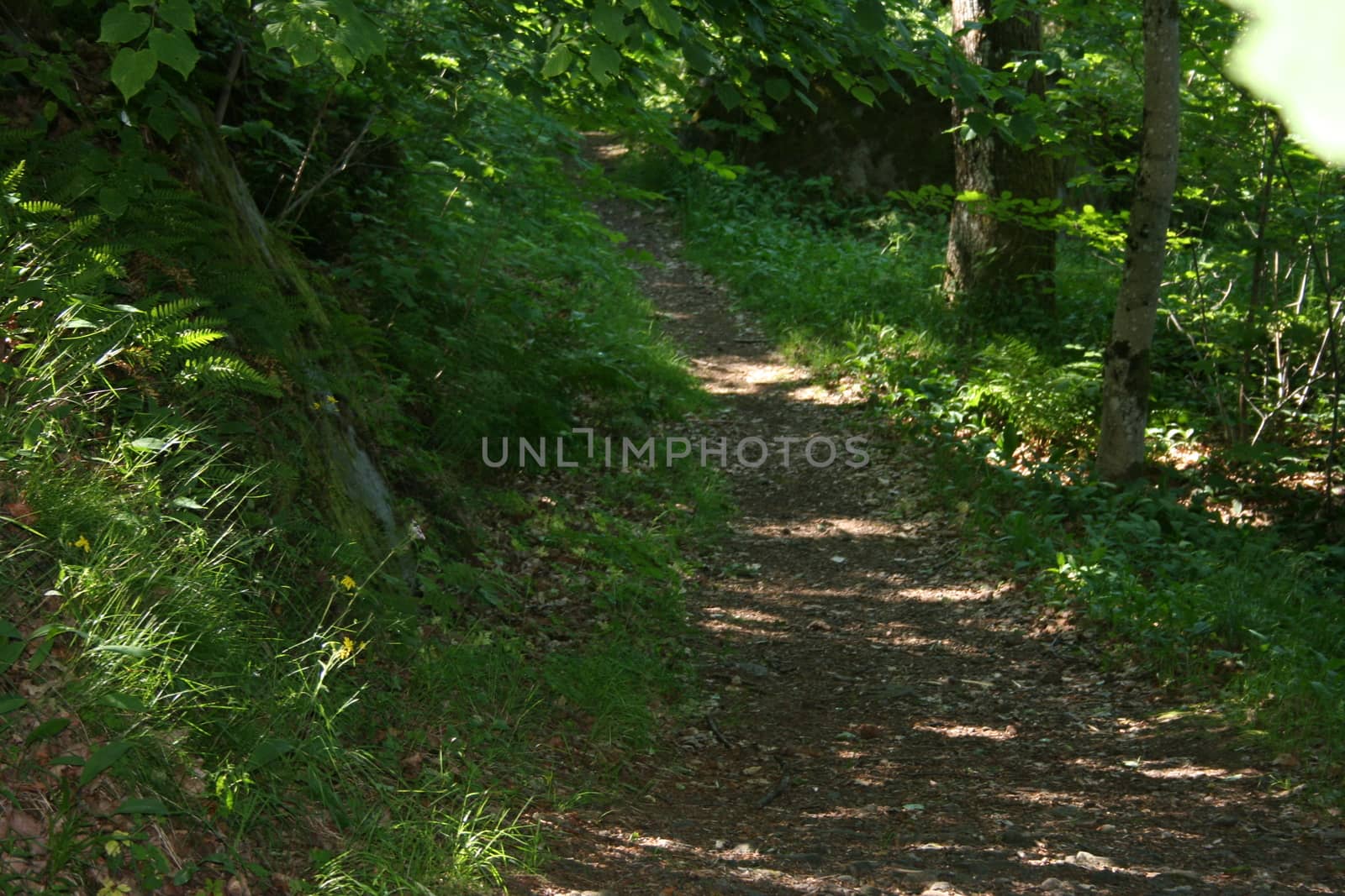 forest trail