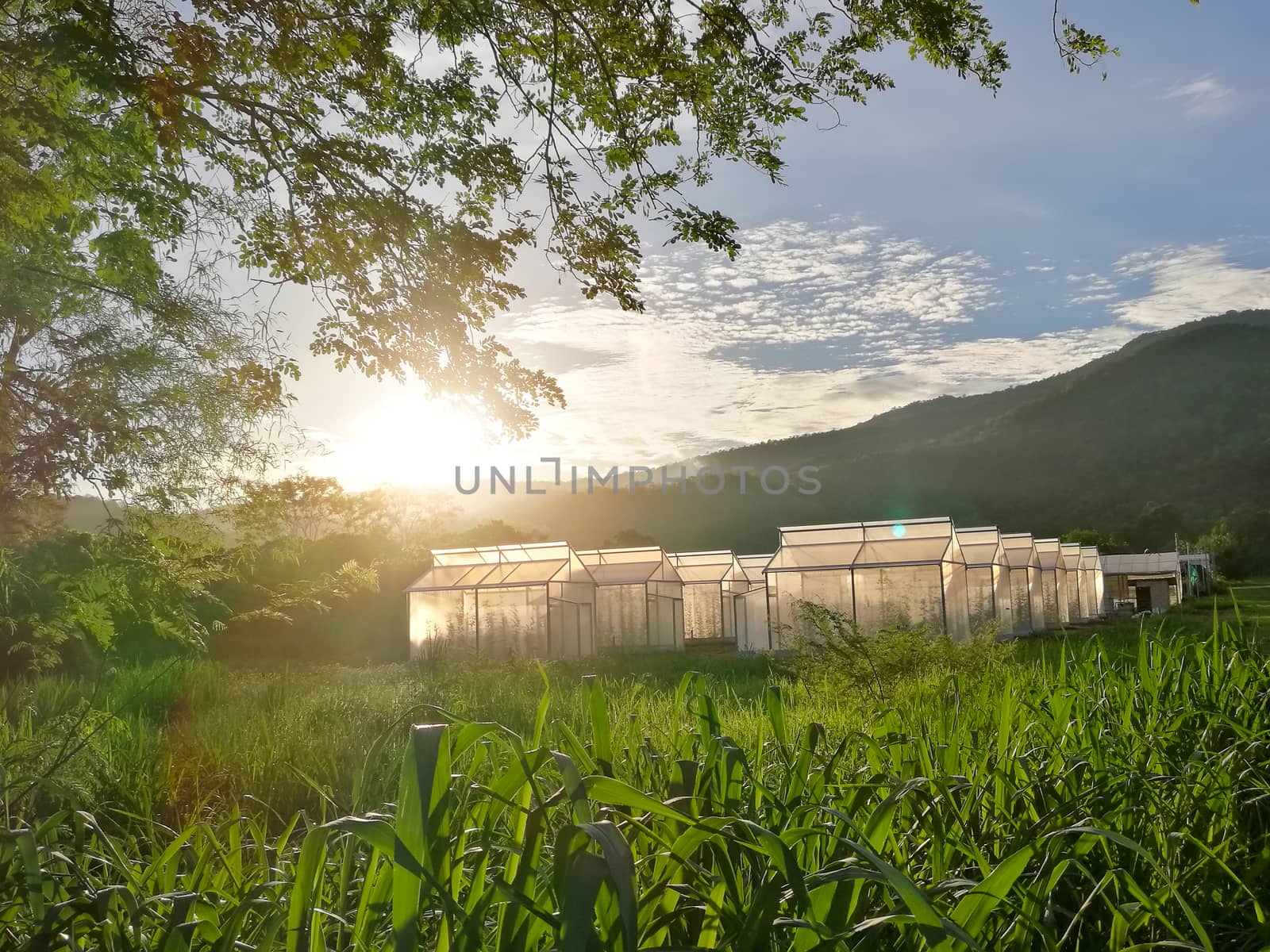 Plant nursery of organic vegetable surrounded by nature and trees with sunlight of the evening. hdr process .