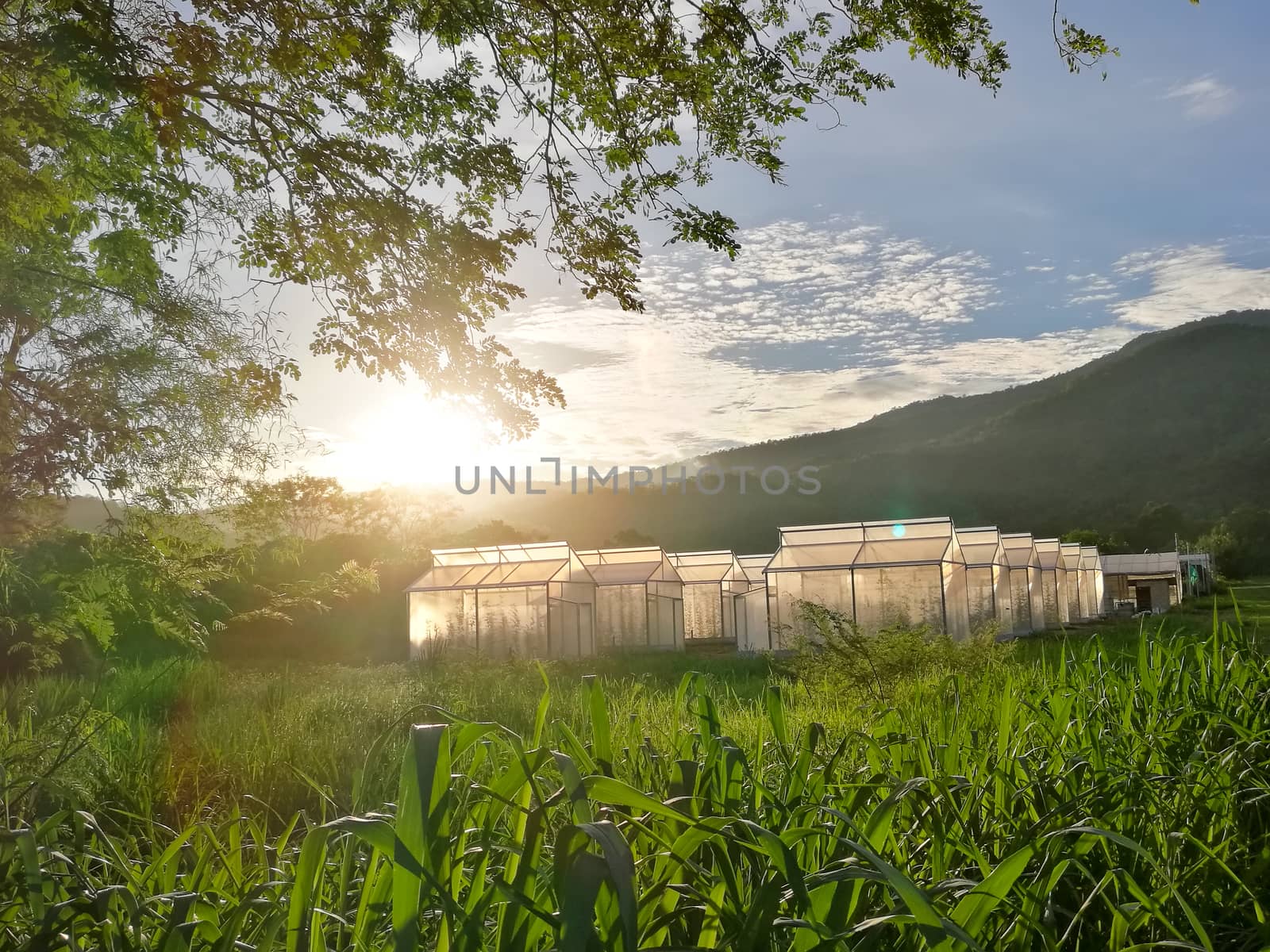 Plant nursery of organic vegetable surrounded by nature and tree by nopparats