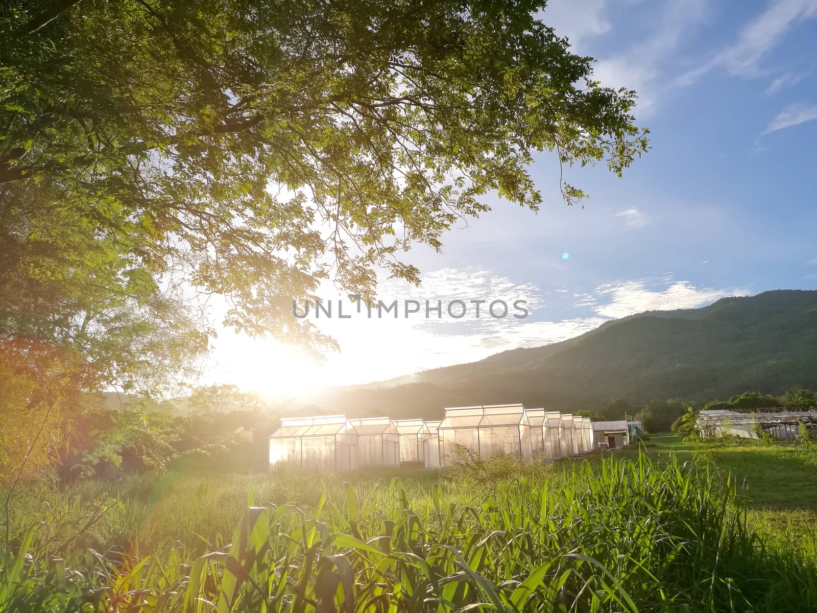 Plant nursery of organic vegetable surrounded by nature and trees with sunlight of the evening. hdr process .