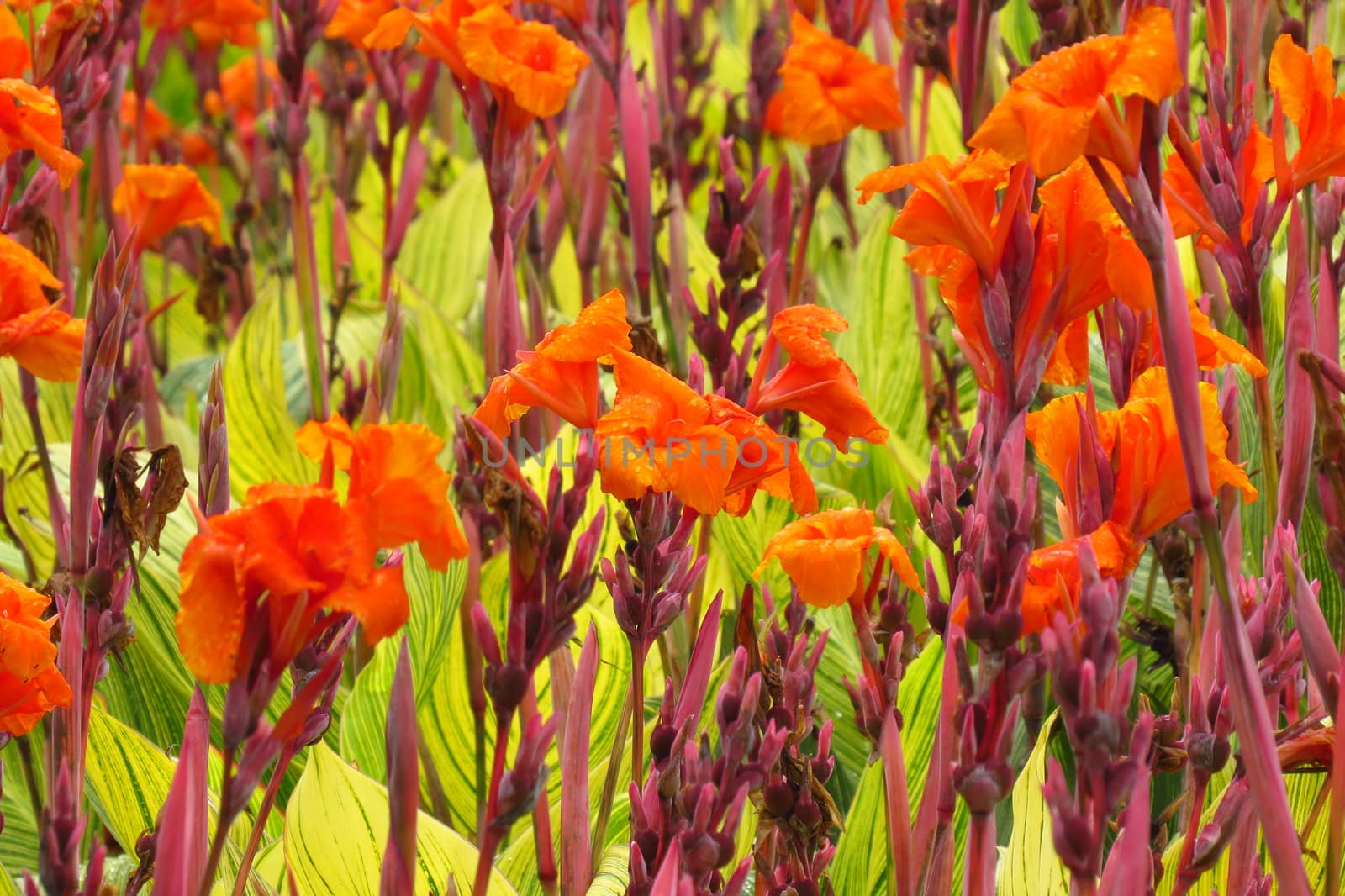 A background of a huge field with beautiful bright orange flowers.                               